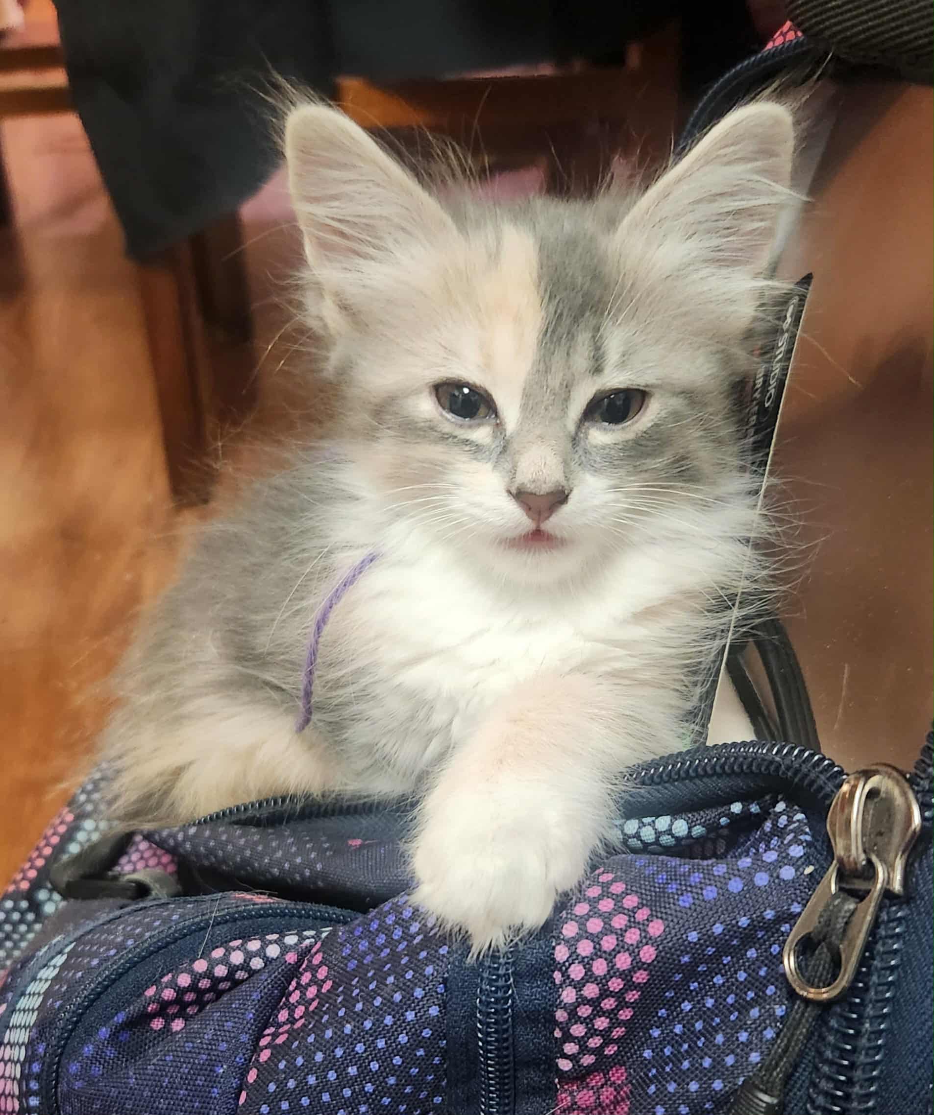 3ac3a396-416a-44ee-a209-1e28fb67d89d