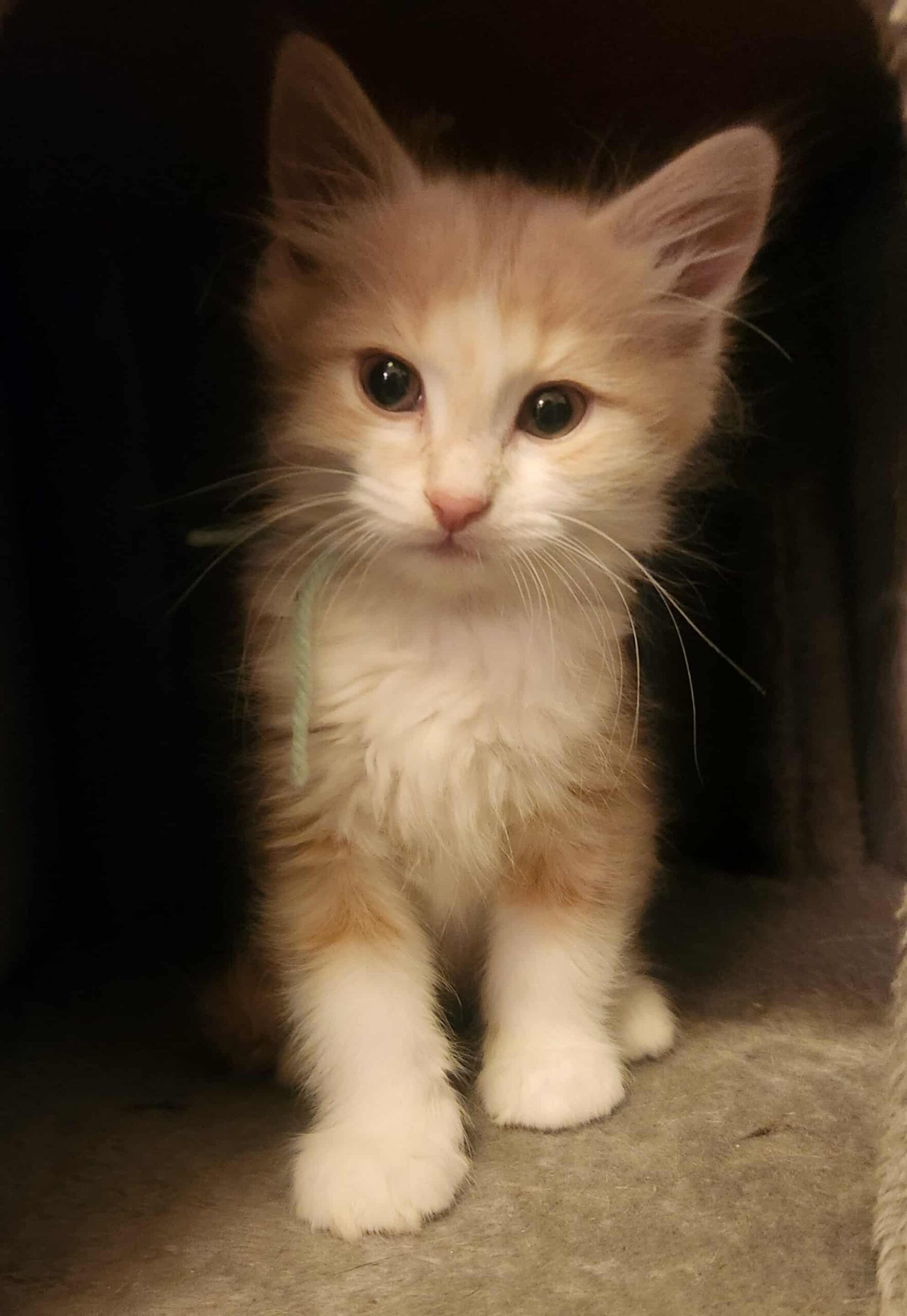 68409254-0404-4d12-9cb1-88a8b07e03e0