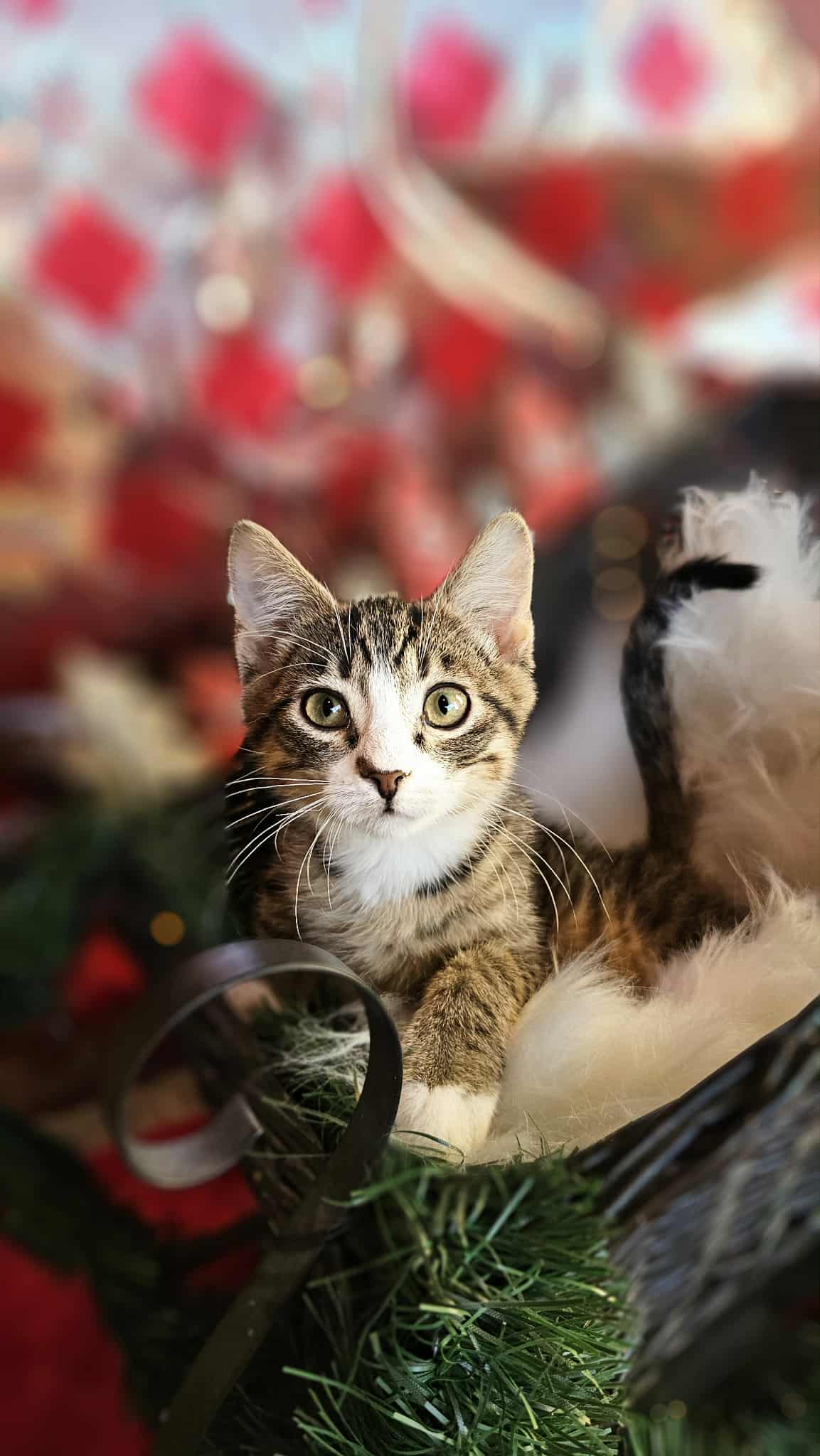 d90845ad-16a1-4e97-bb6a-67aef95ee1f2