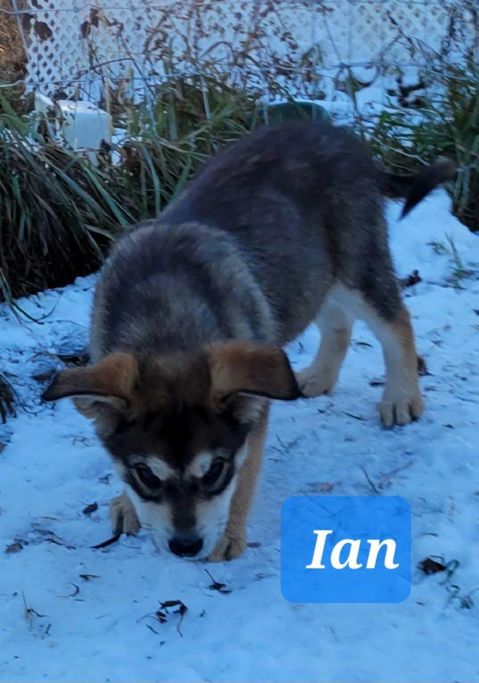 Ian Dog