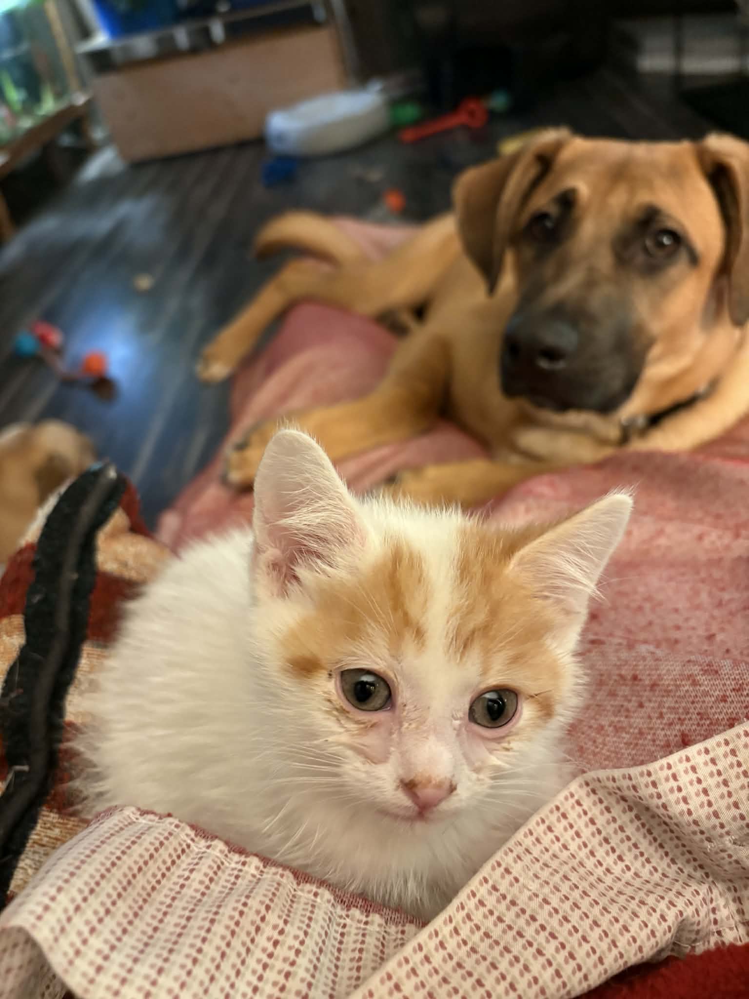 1de27d2c-2c48-4cda-88a1-807ec6741b7c