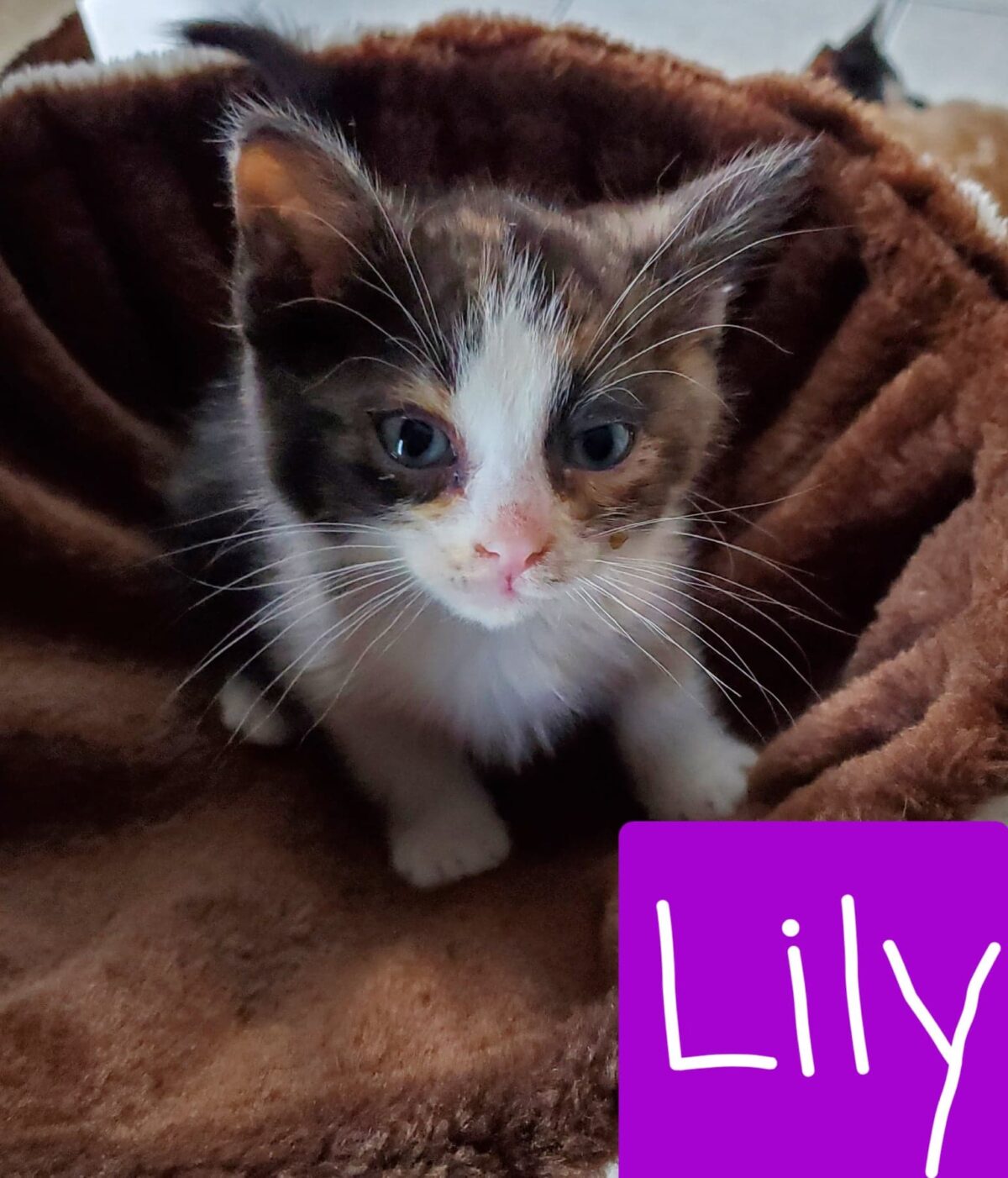 Lily Paws & Claws Animal Rescue