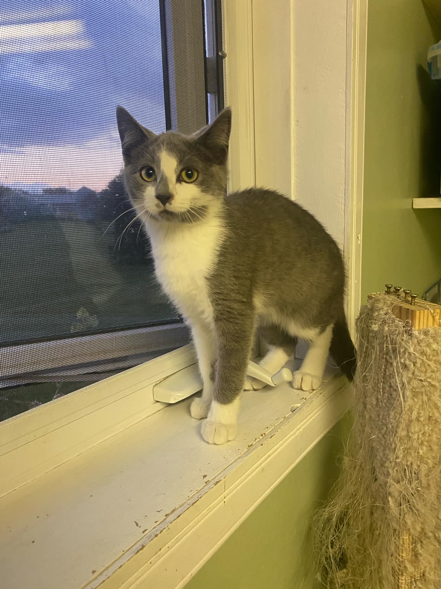 Puddle (150) Paws & Claws Animal Rescue