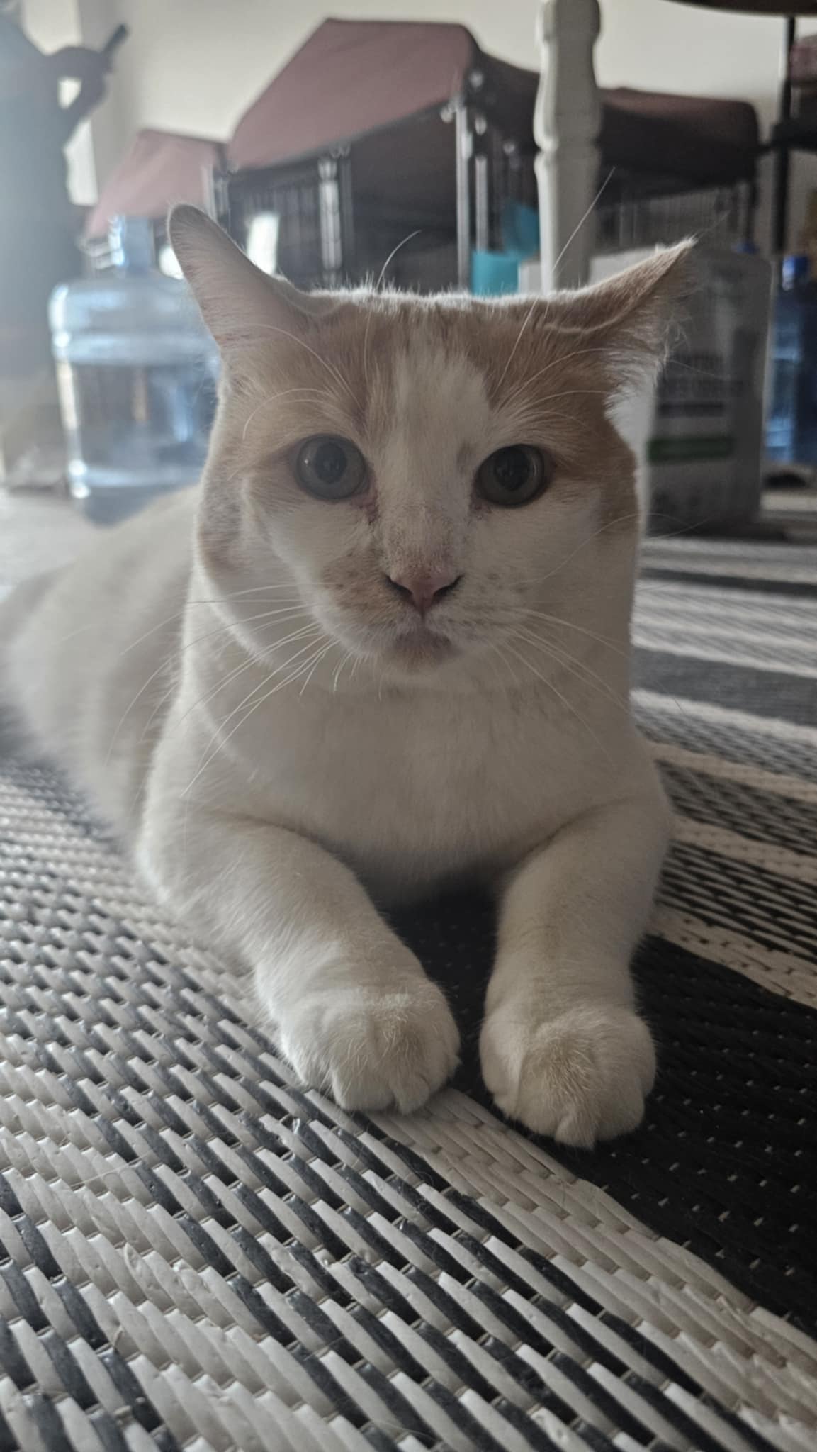 Lady Bug Cat