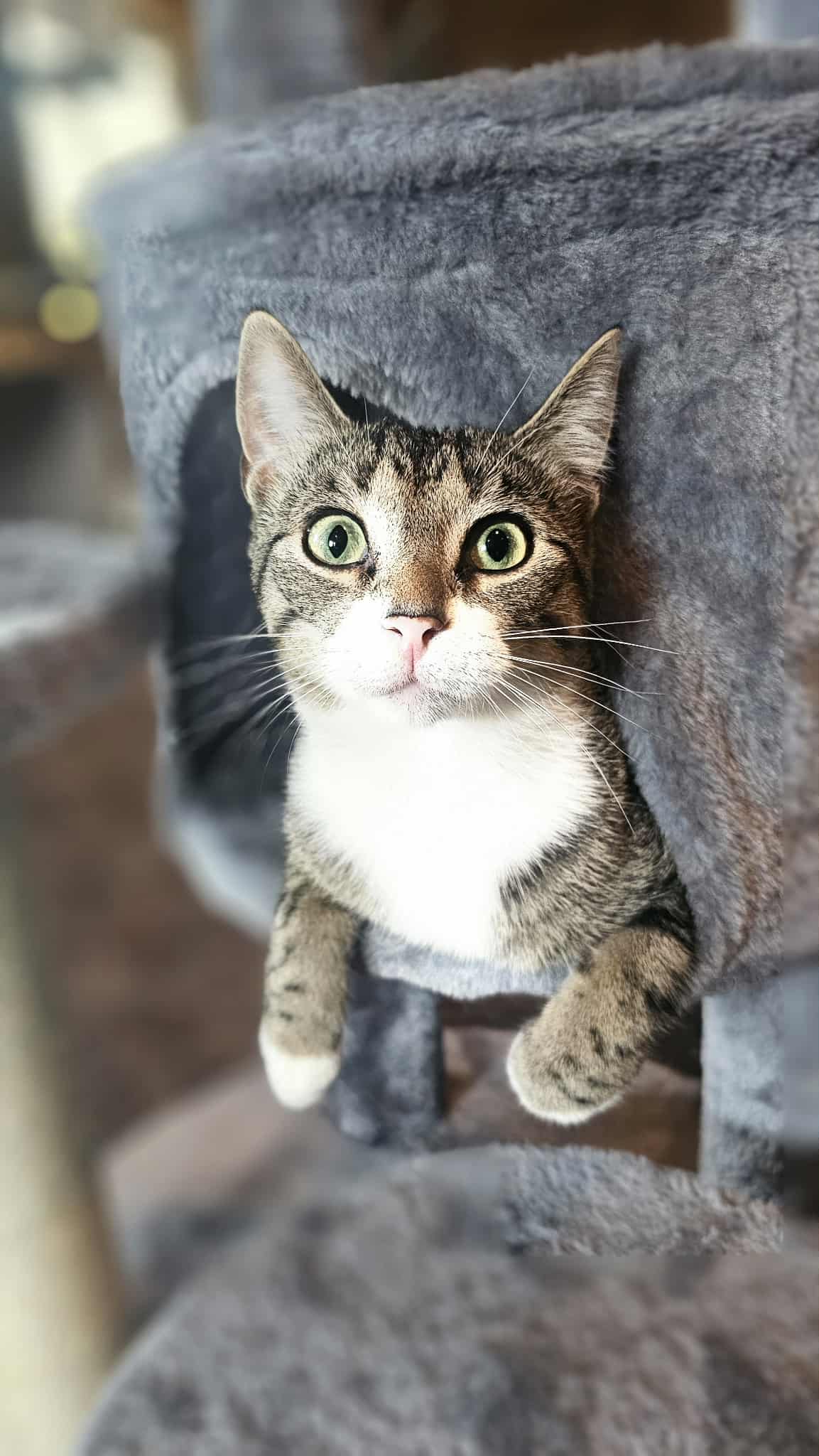 Gojo Cat