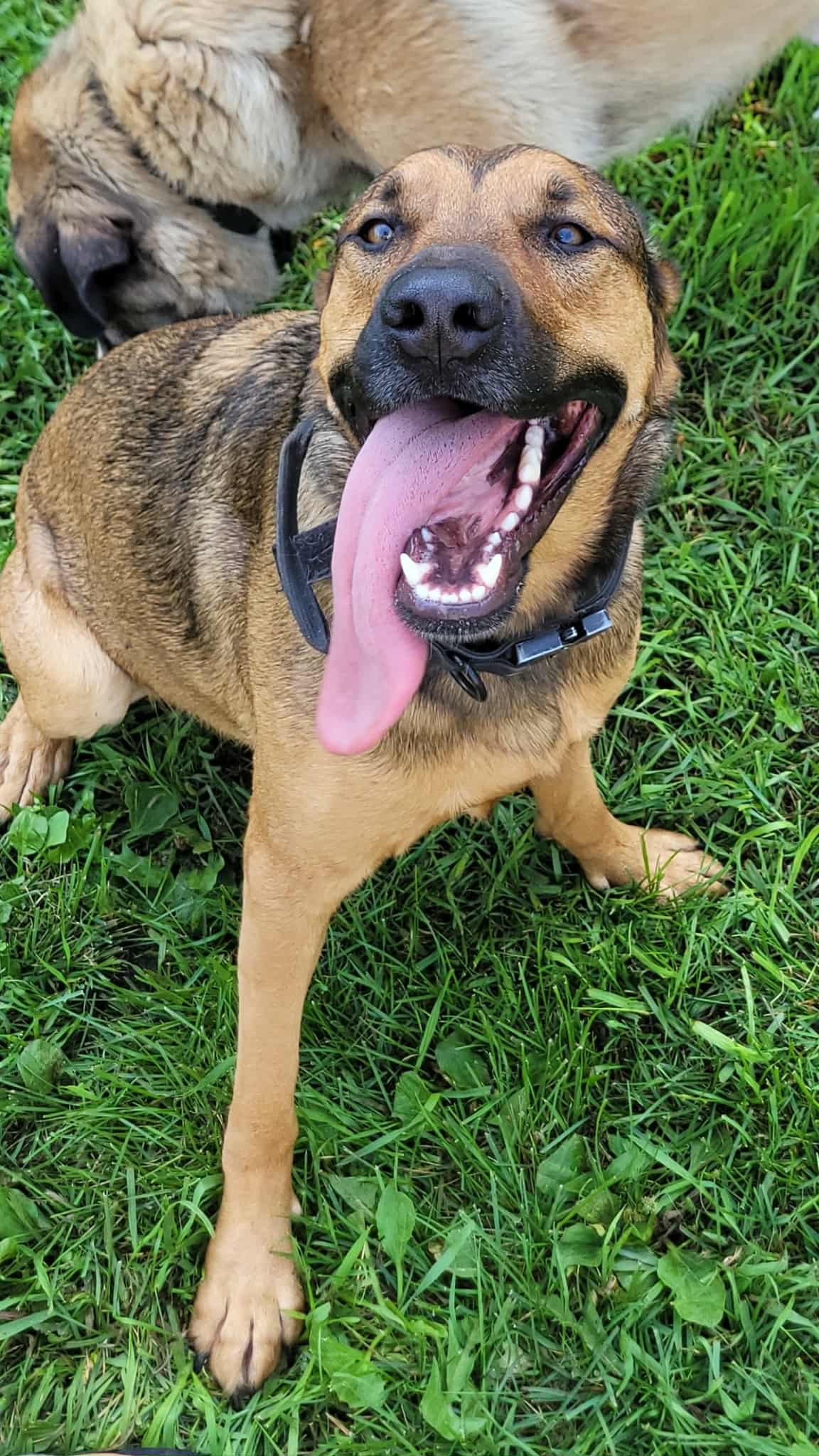Sally Dog