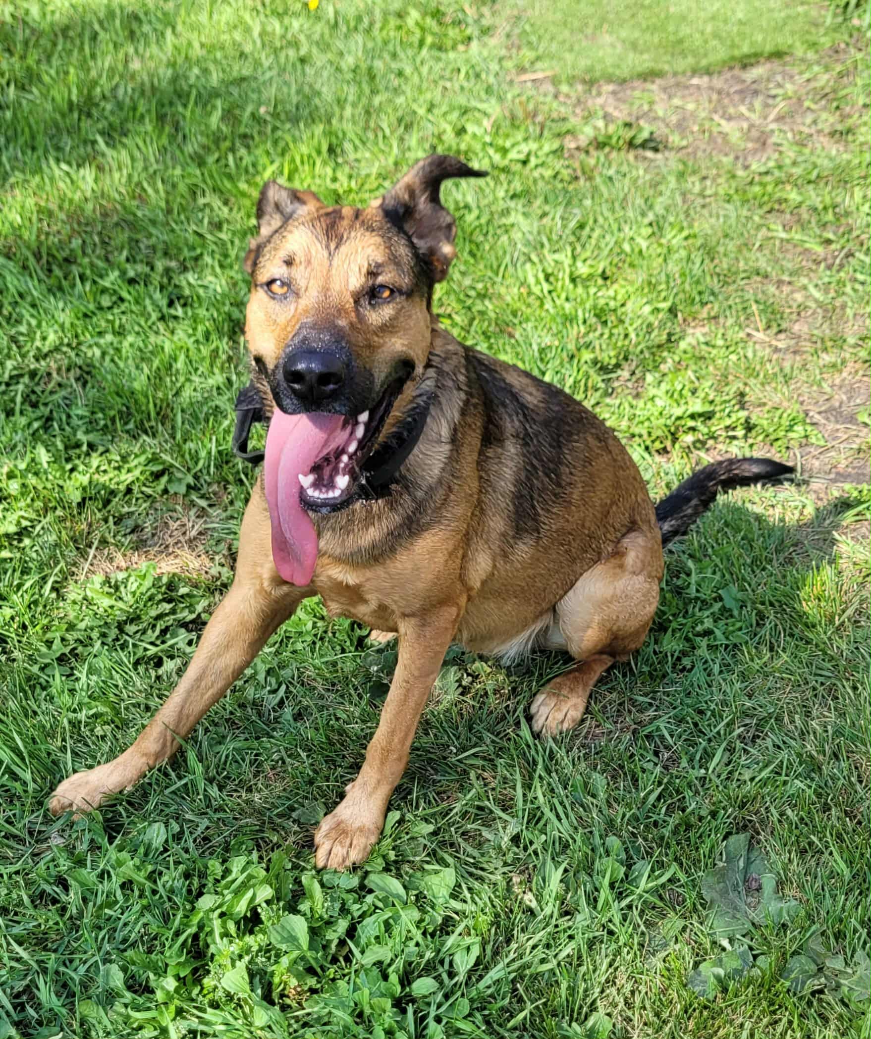 Sally Dog
