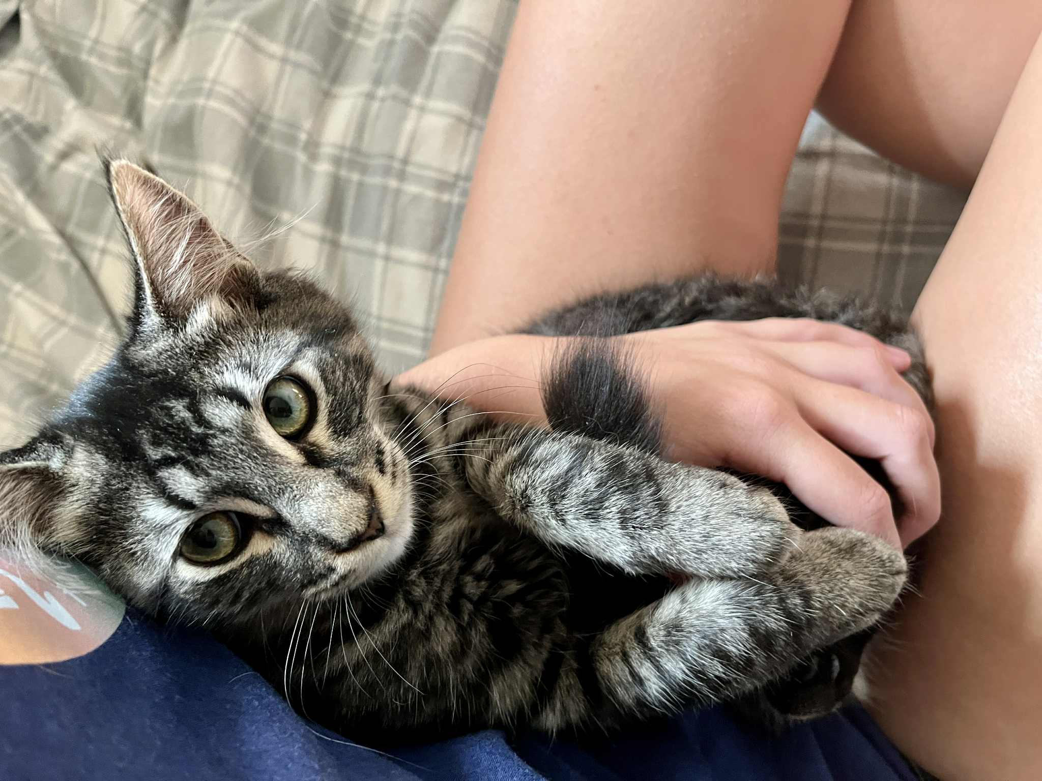 Herimone Cat