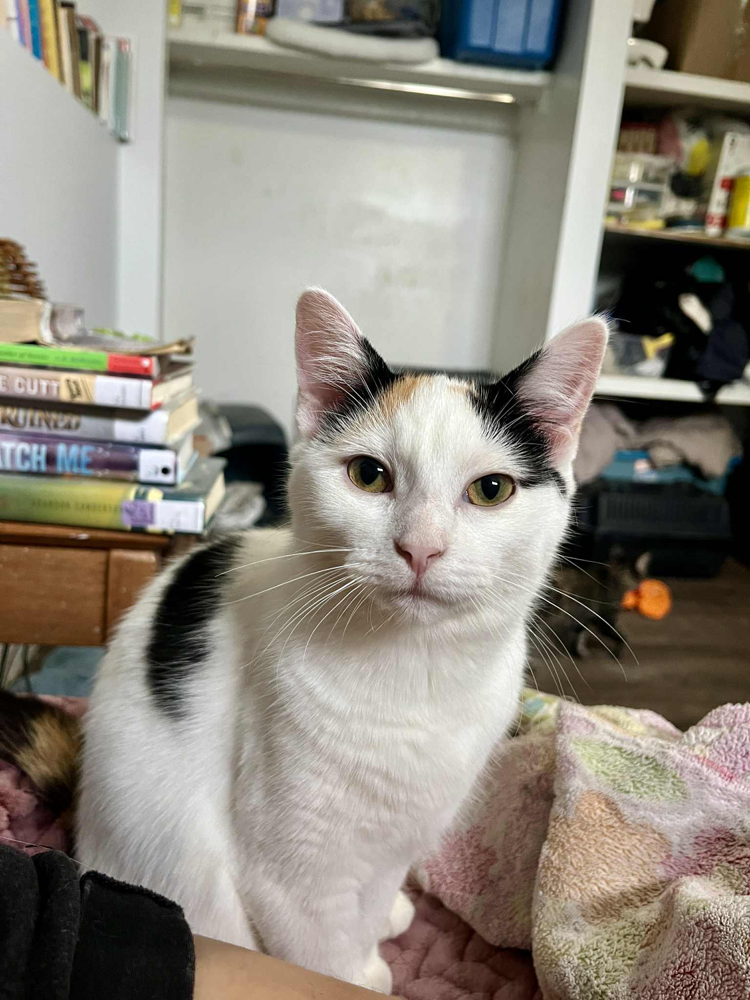 Ariana Cat