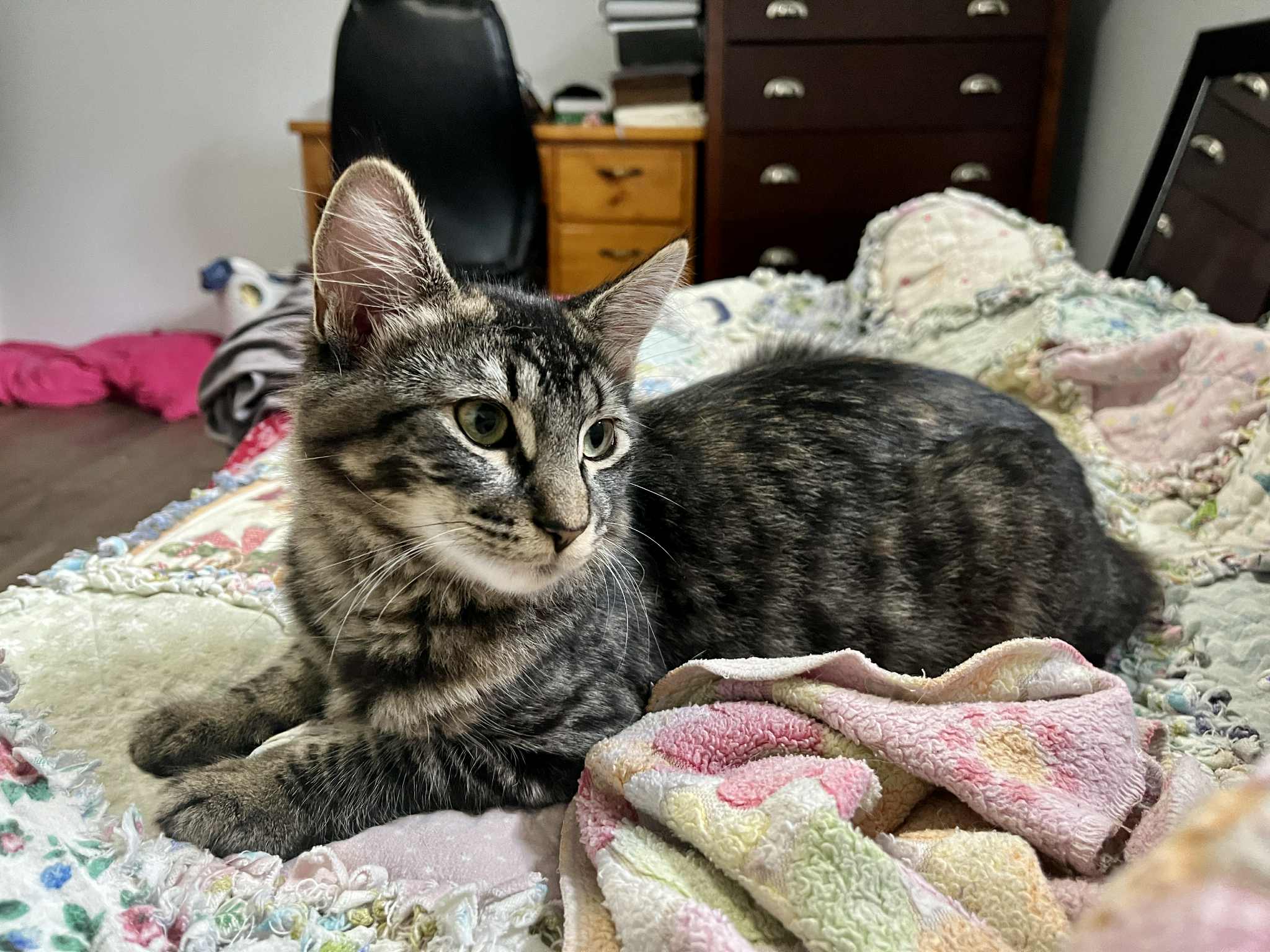 Herimone Cat
