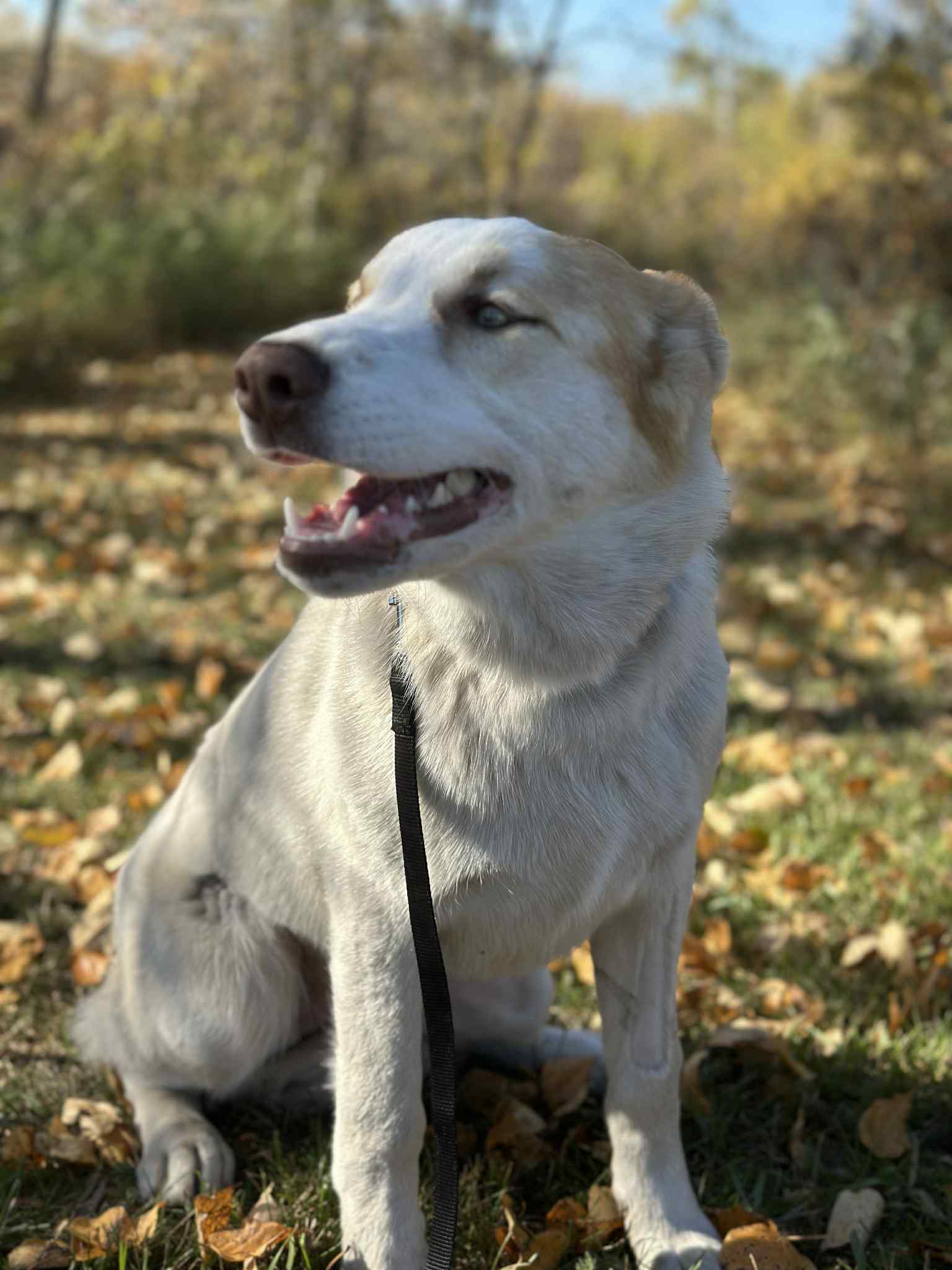 Misty DOg 4