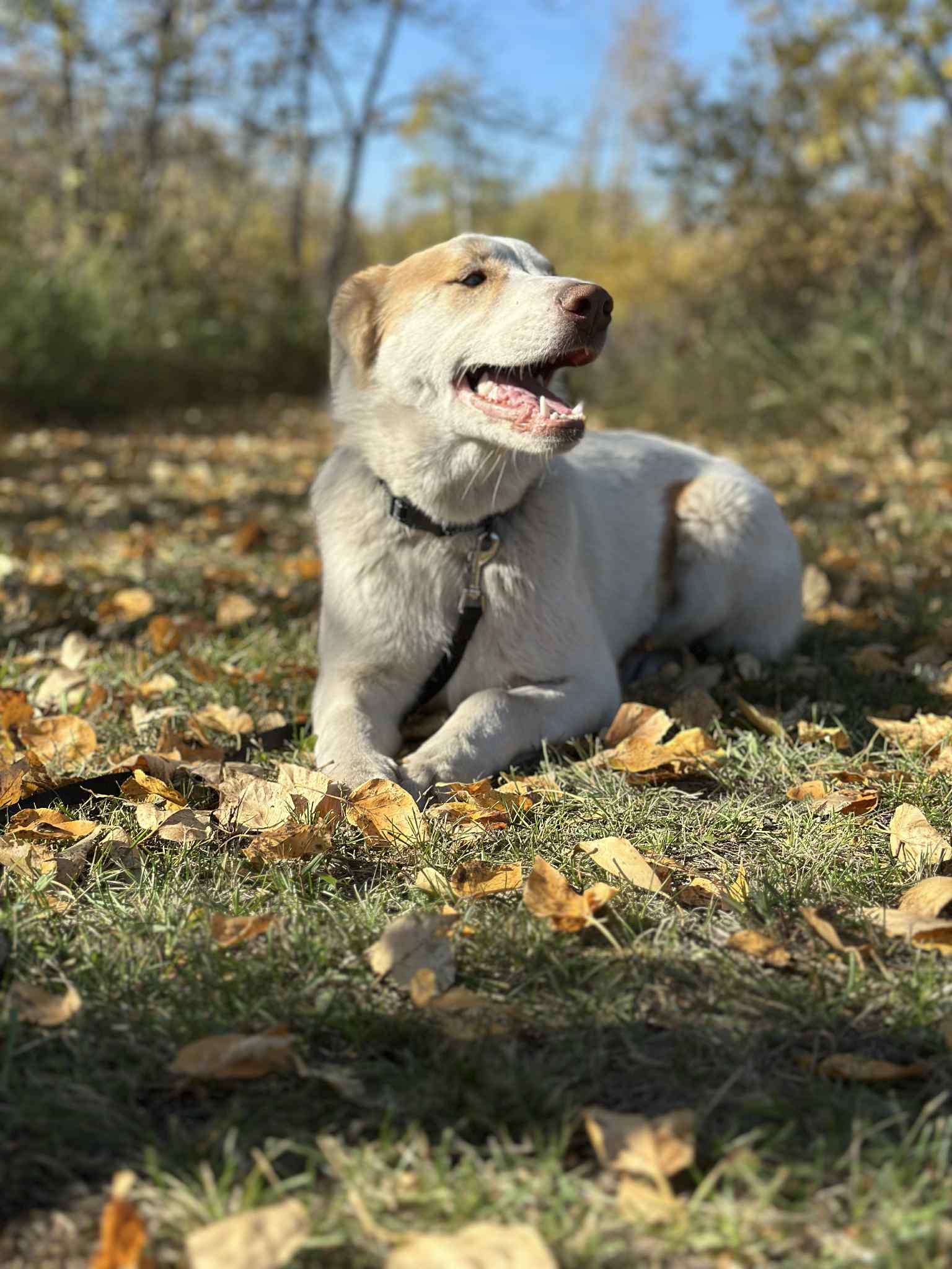Misty Dog 1