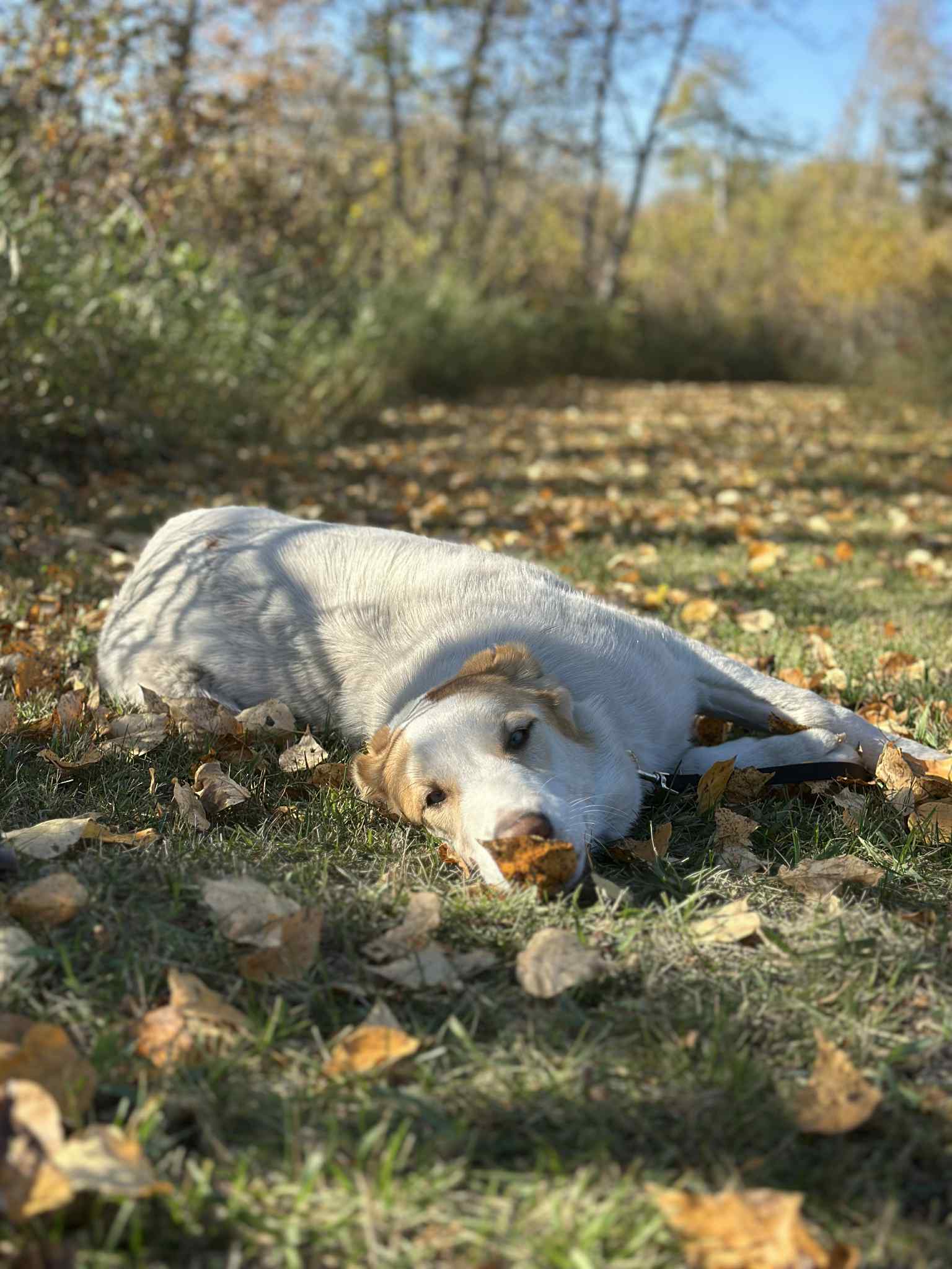 Misty Dog 2