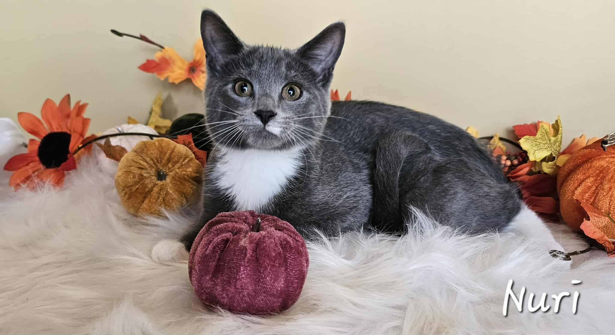 Nuri Cat 4