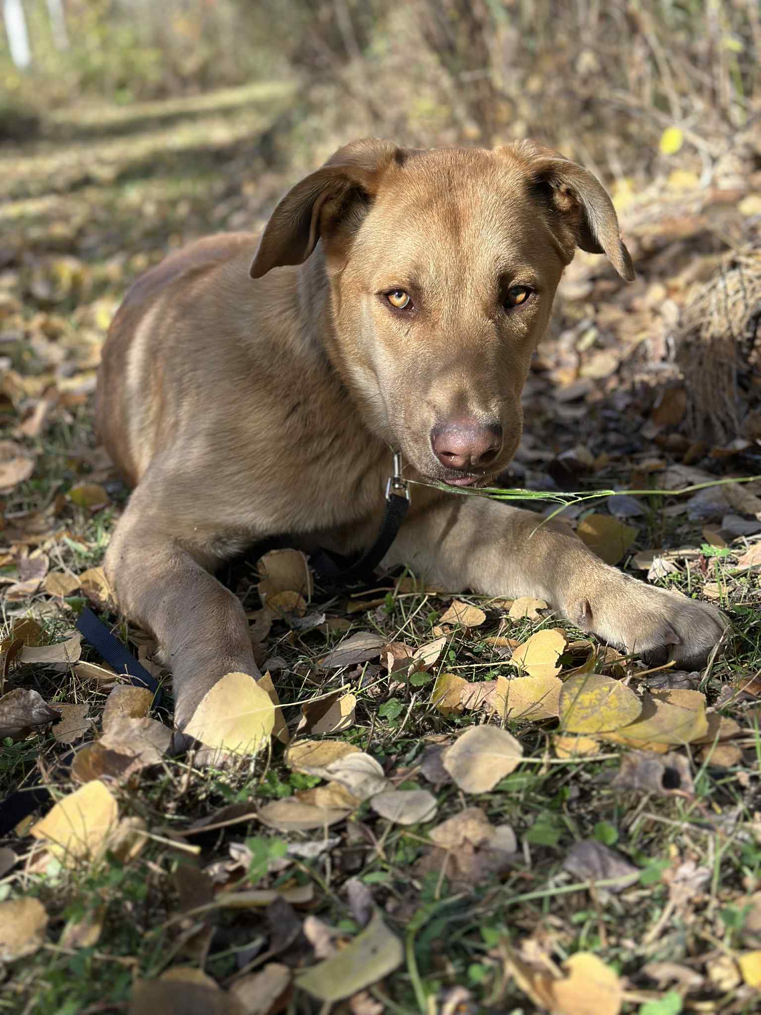 ZAch Dog 1
