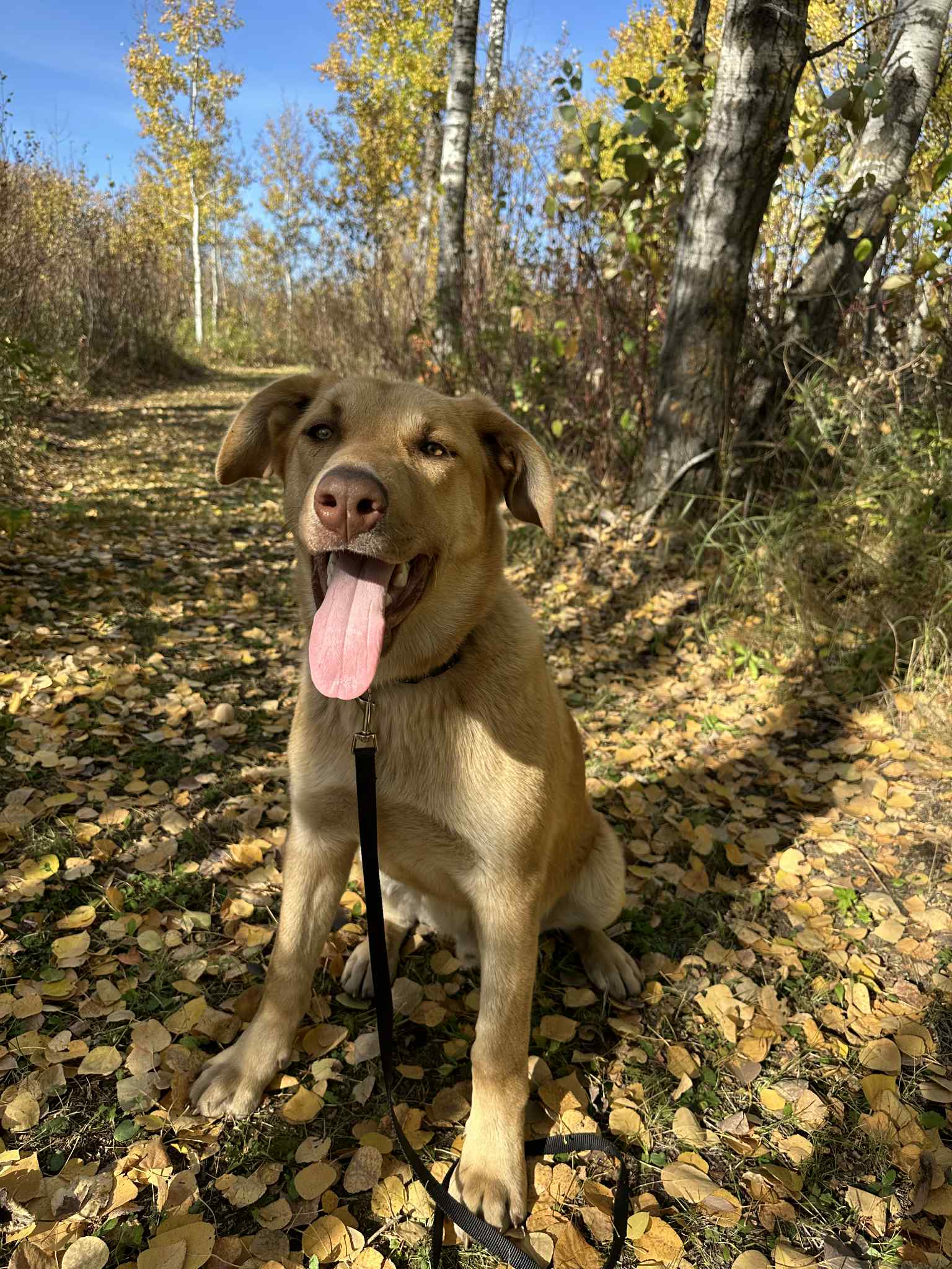 Zach Dog 3