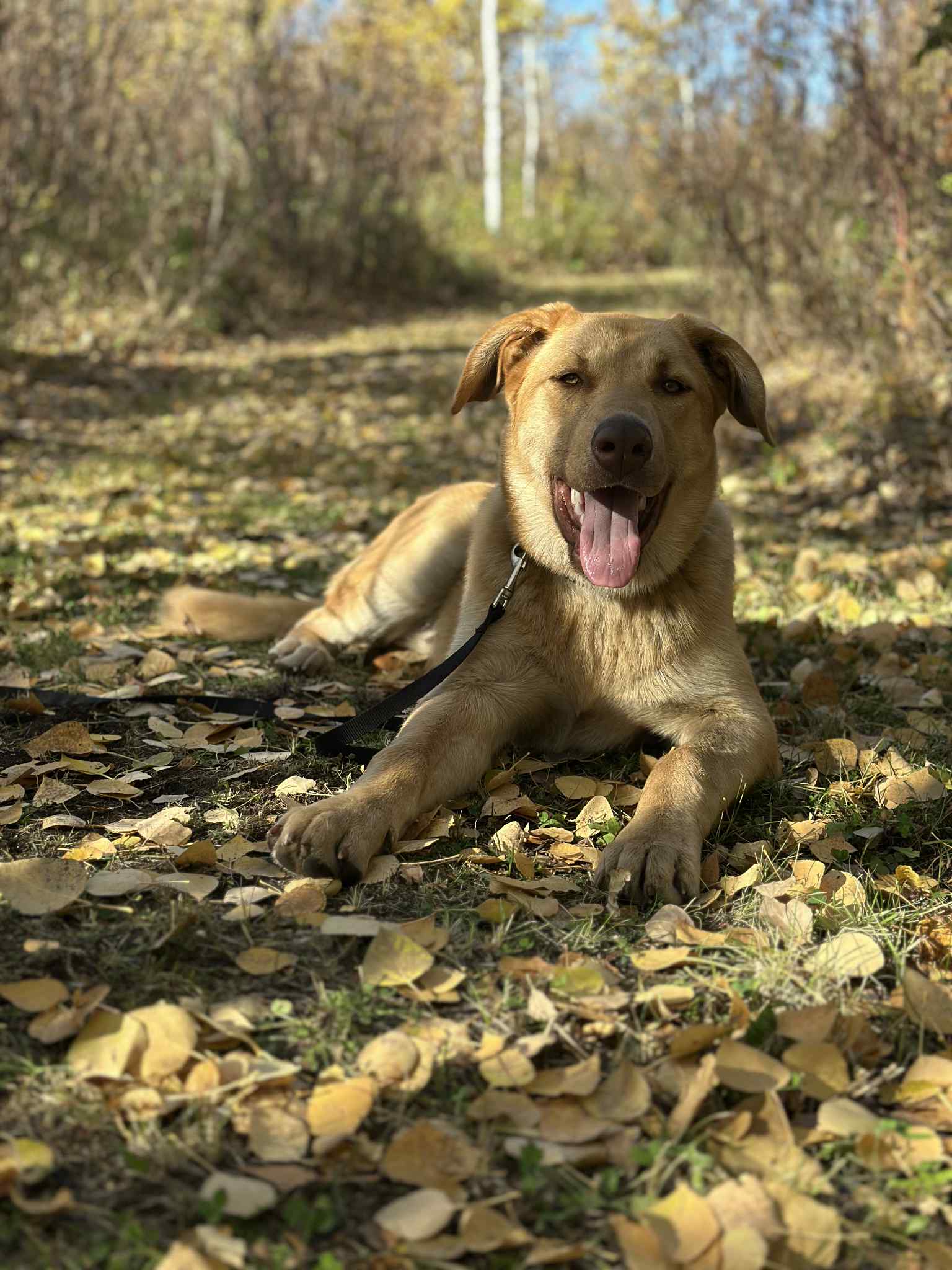 Zach Dog 5