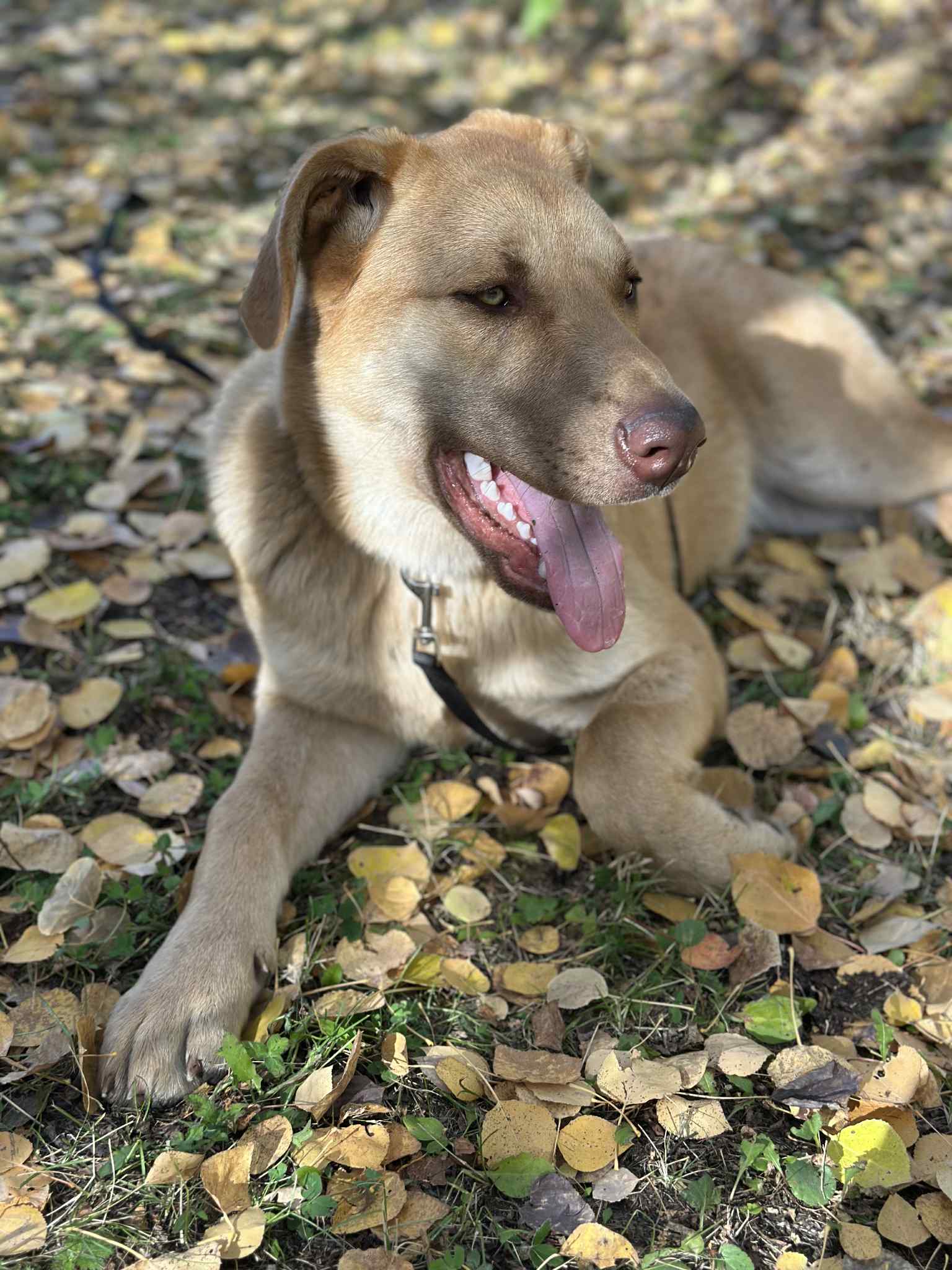 Zach Dog 6