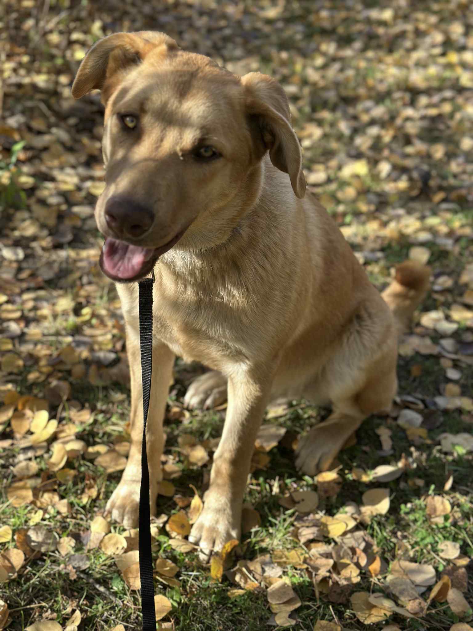 Zach Dog 7