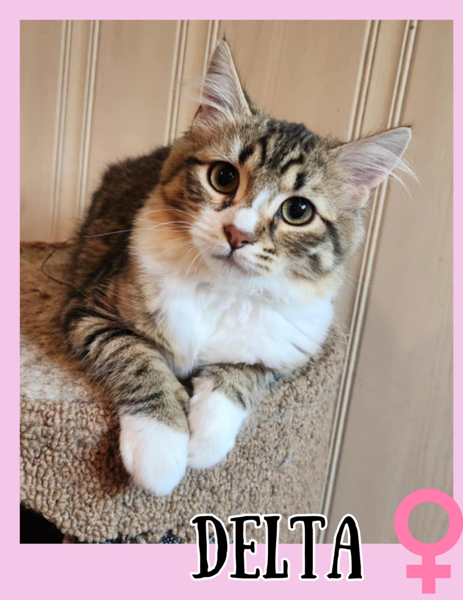 Delta Cat