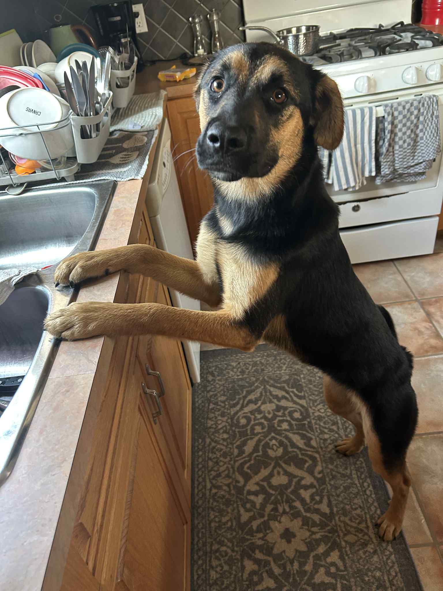 Kona Dog