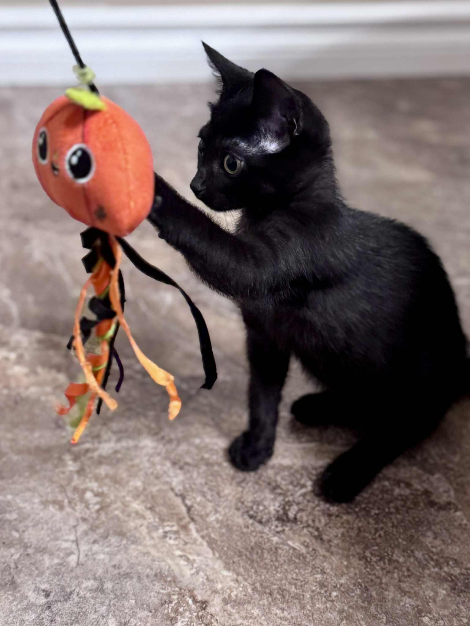 Meeny Cat