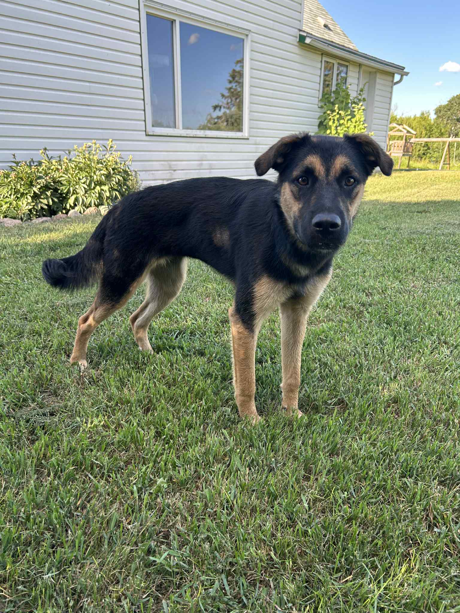 Kona Dog