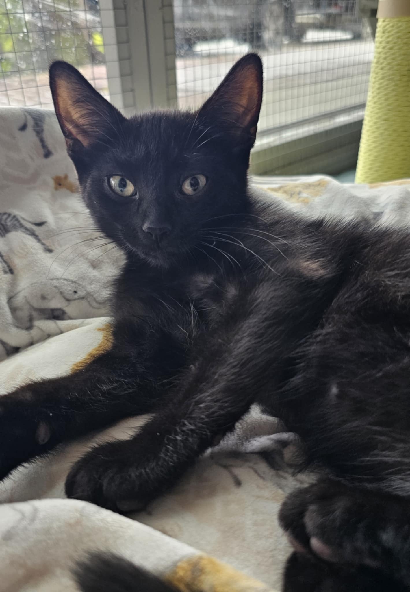 Eeny Cat