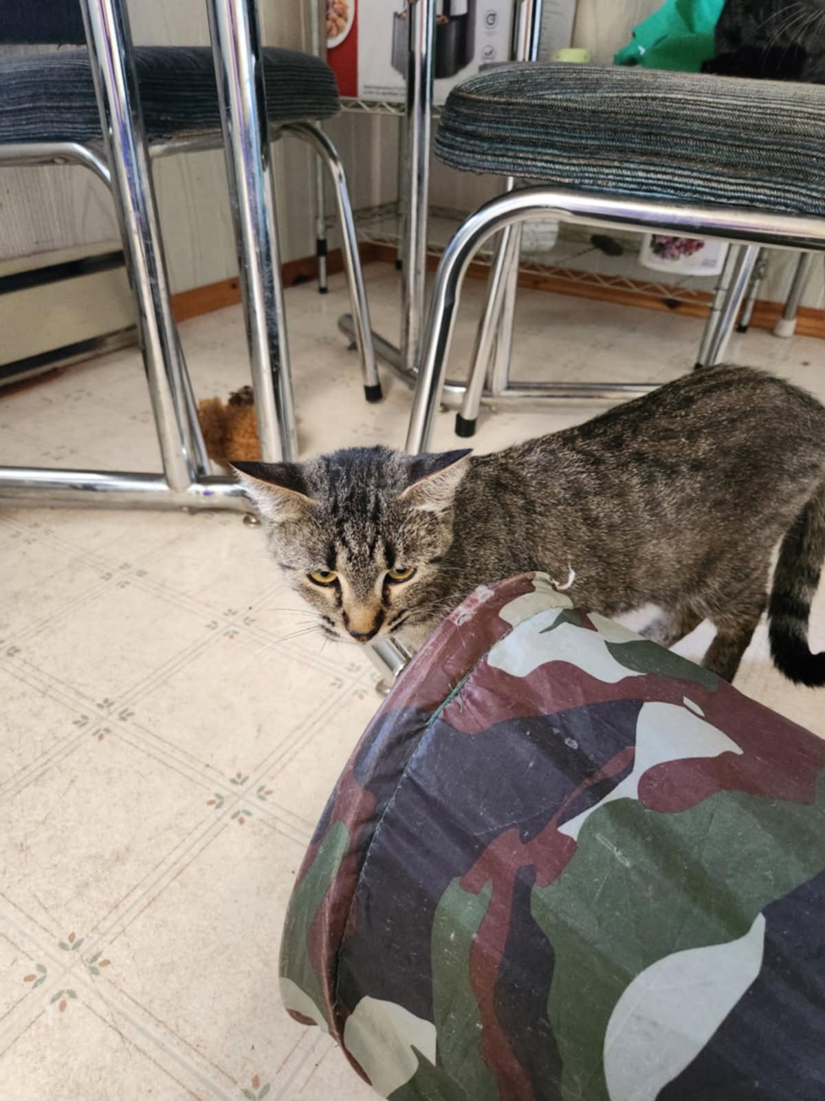 Alpha Cat