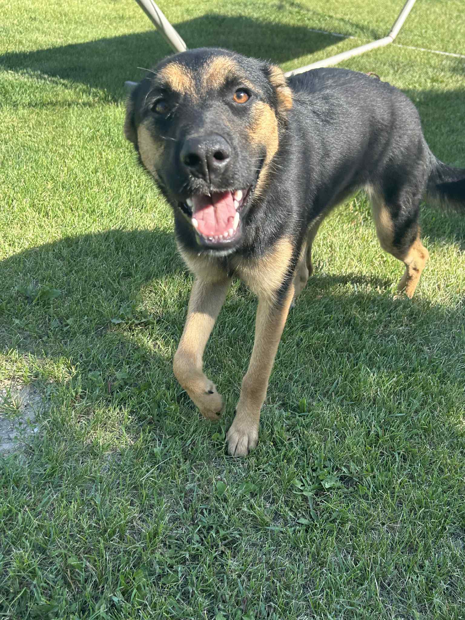 Kona Dog