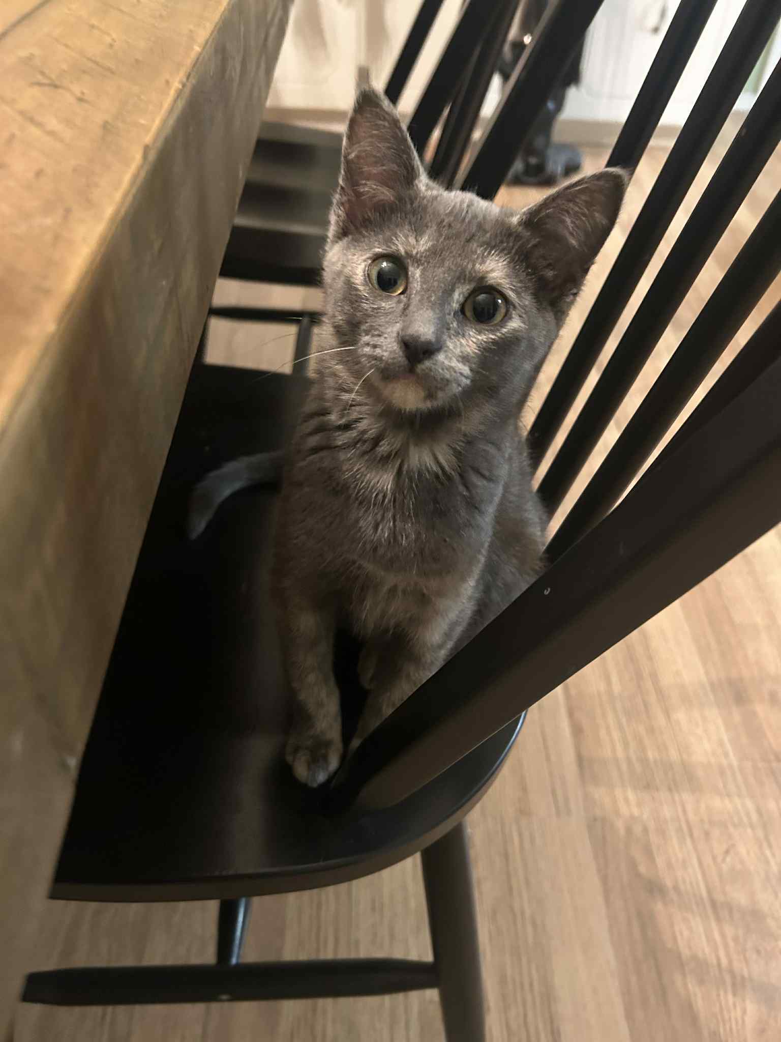 Morgan cat 2