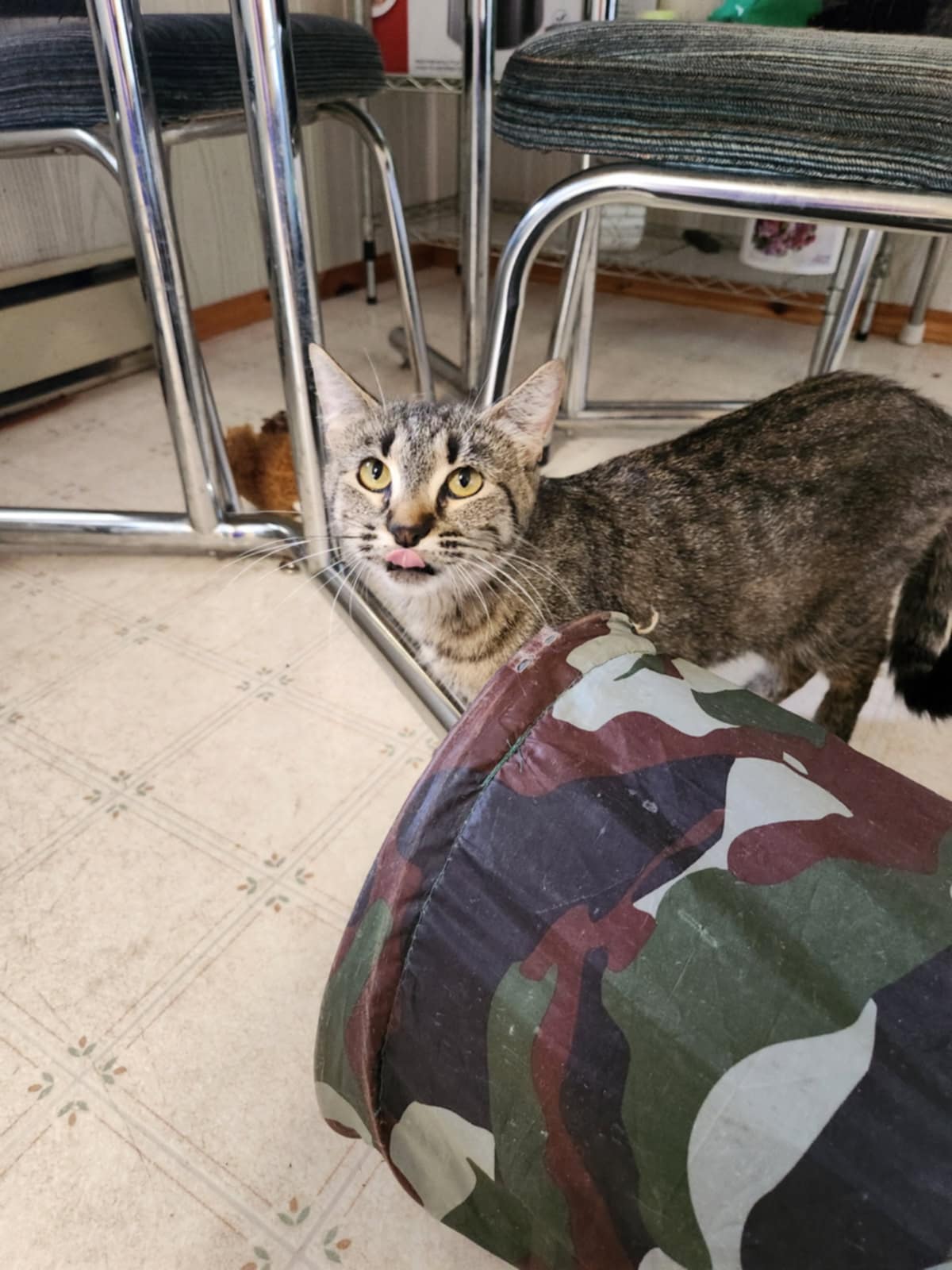 Alpha Cat