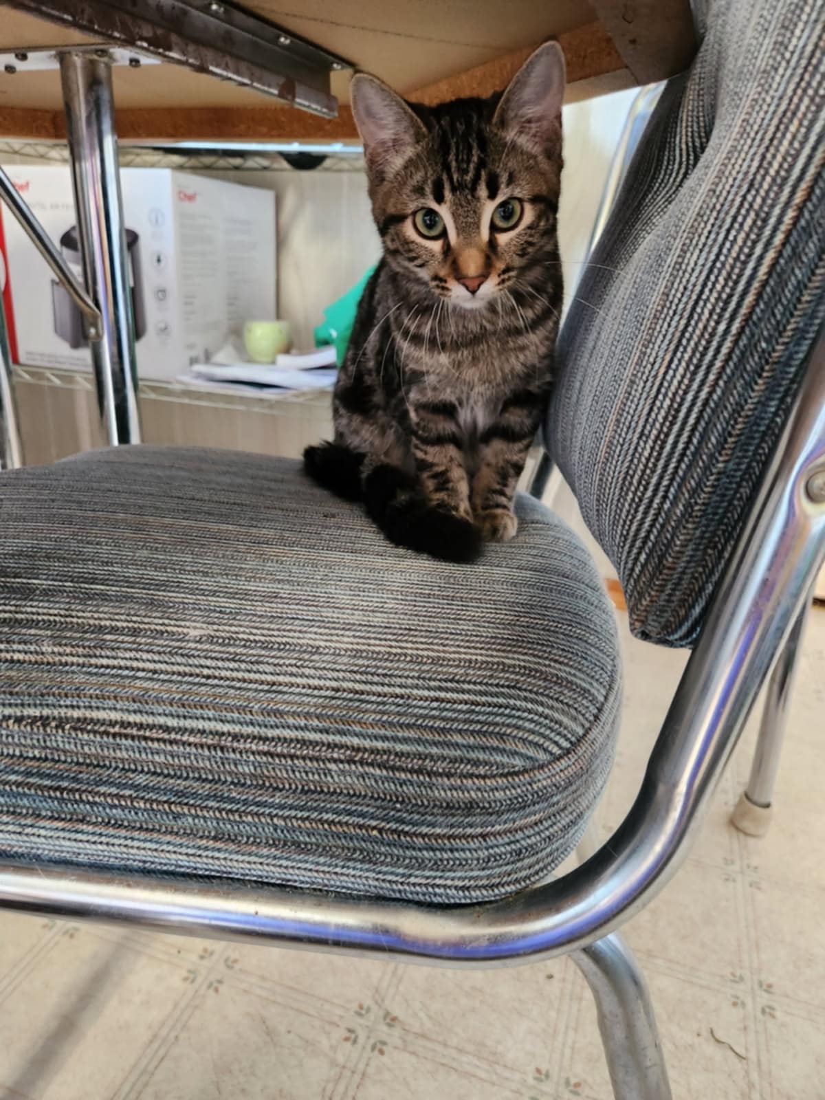 Charlie Cat