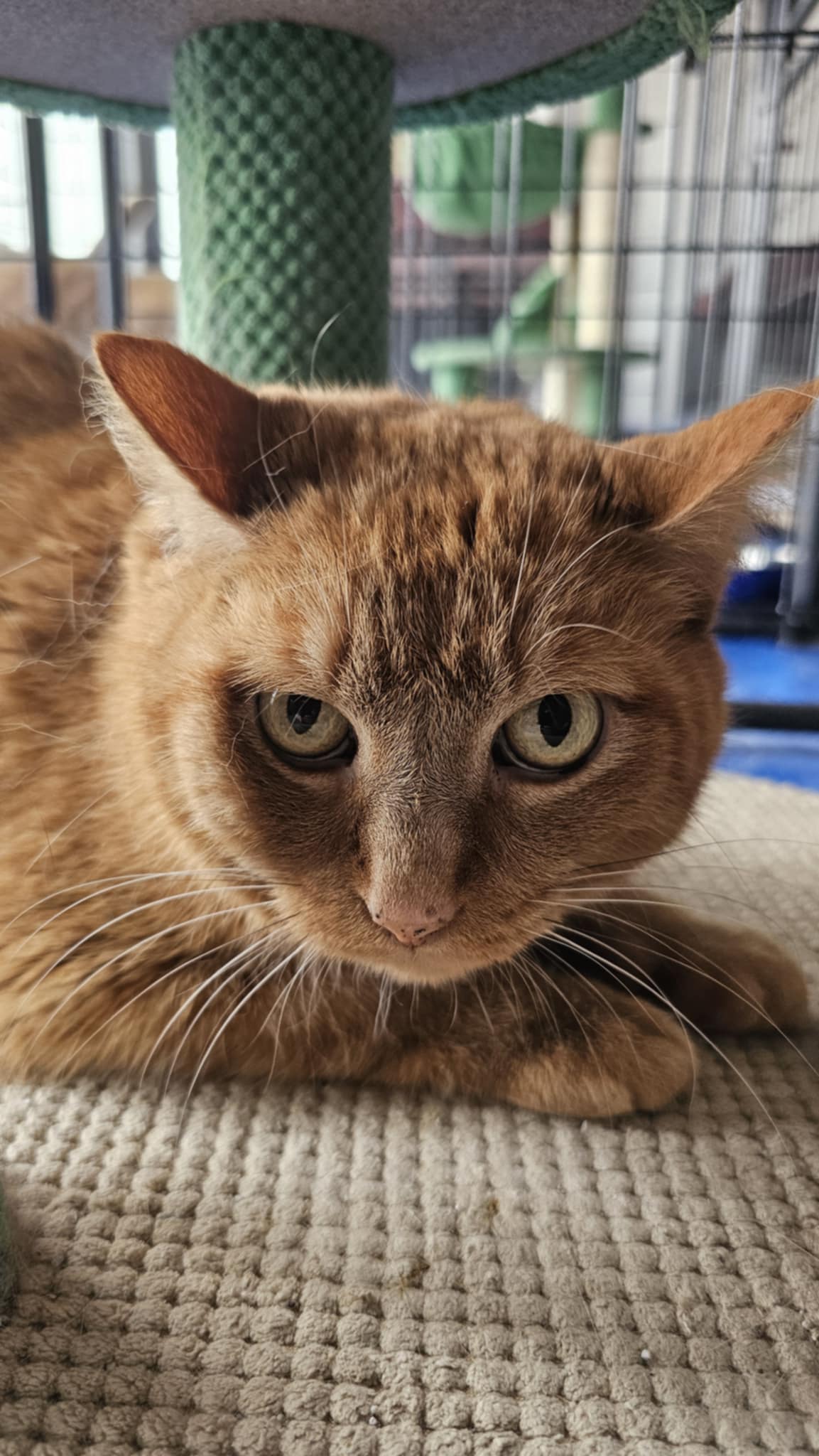 Roxy Cat
