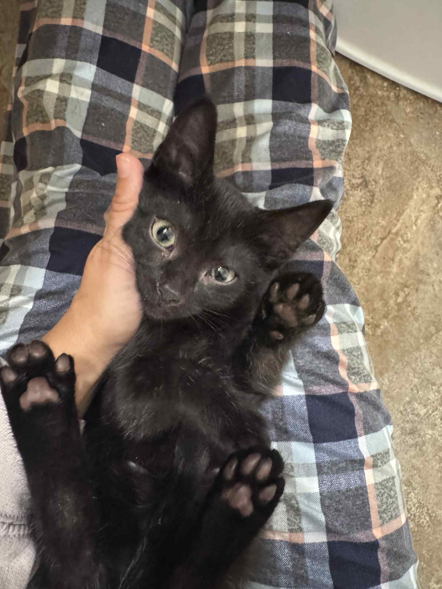 Miny Cat
