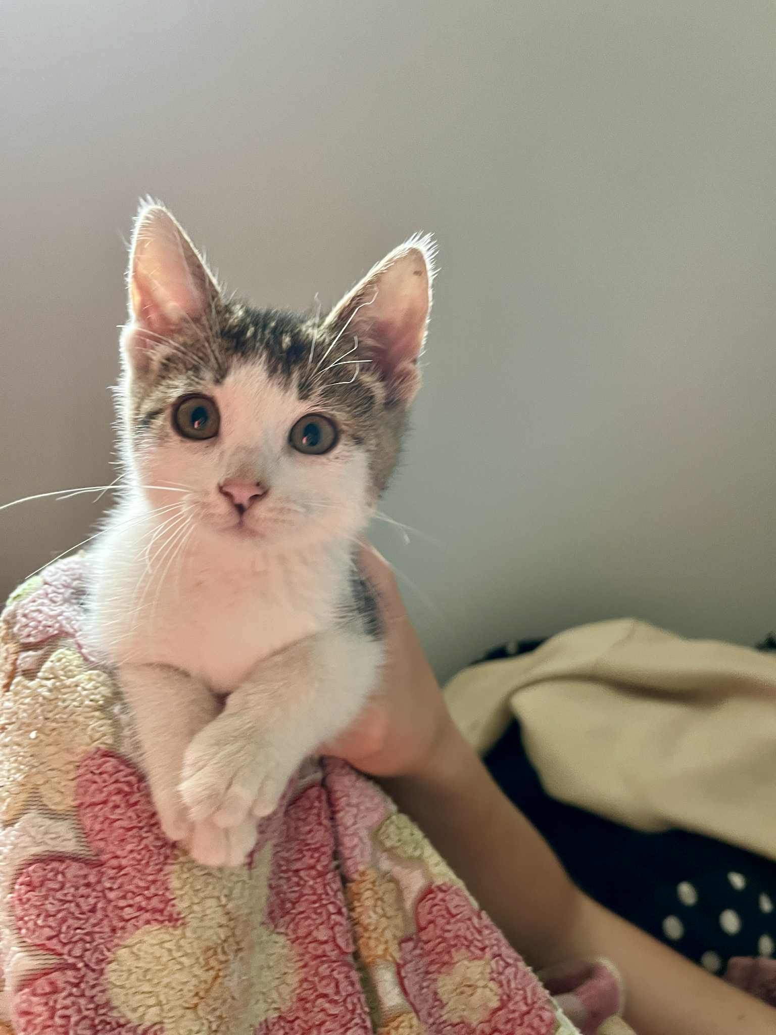 Bonnie Cat