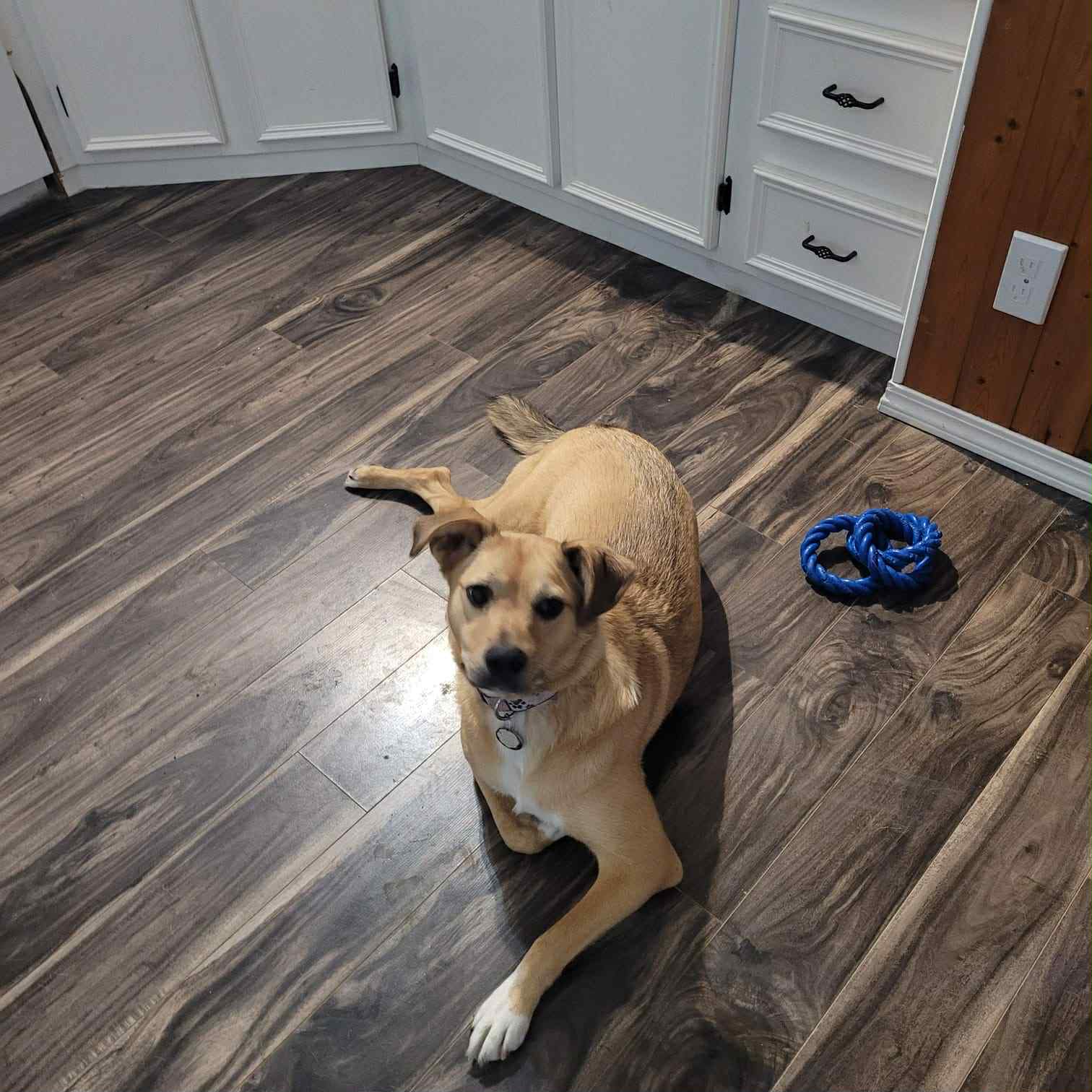 Nora Dog