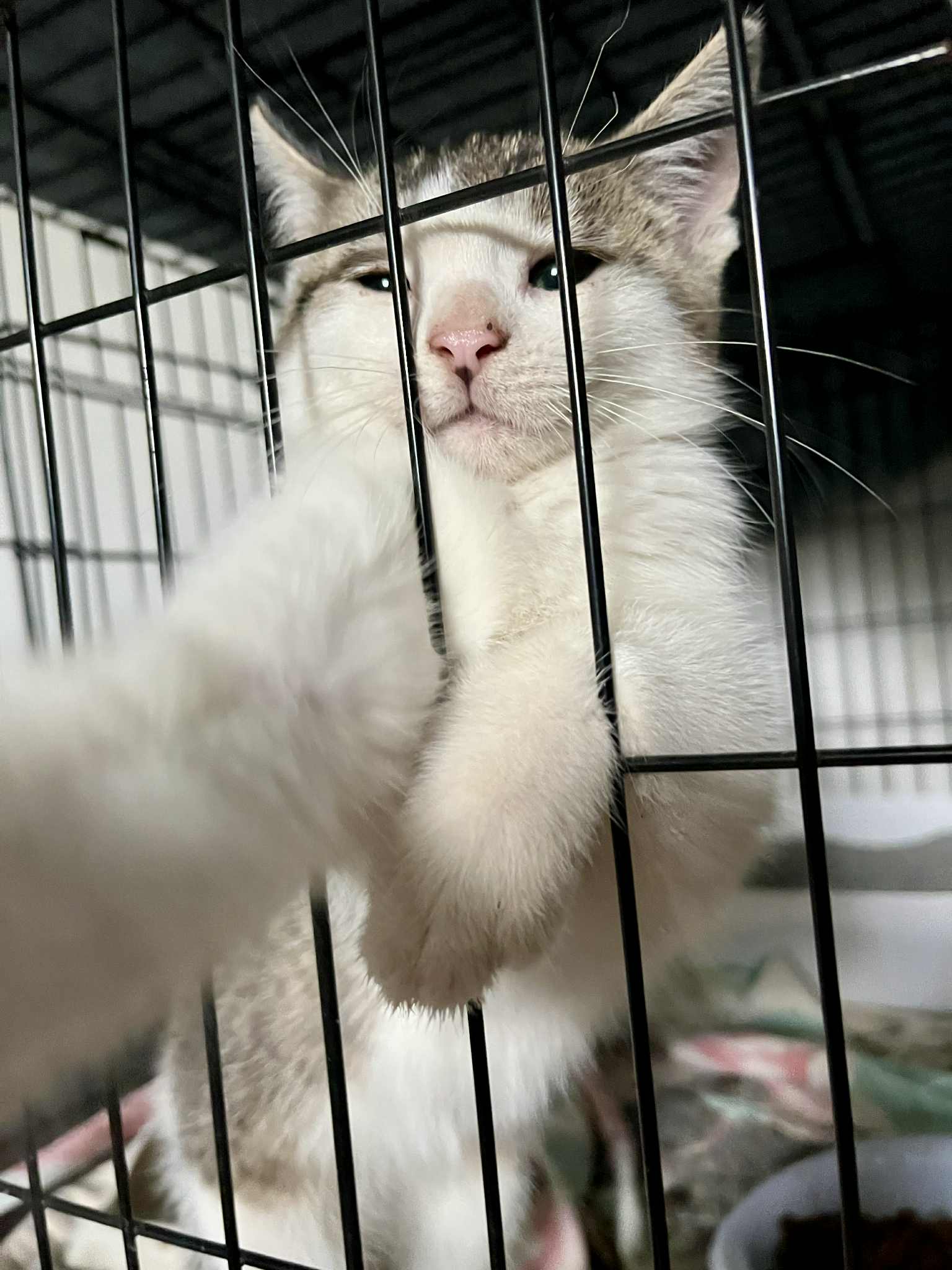 Bonnie Cat