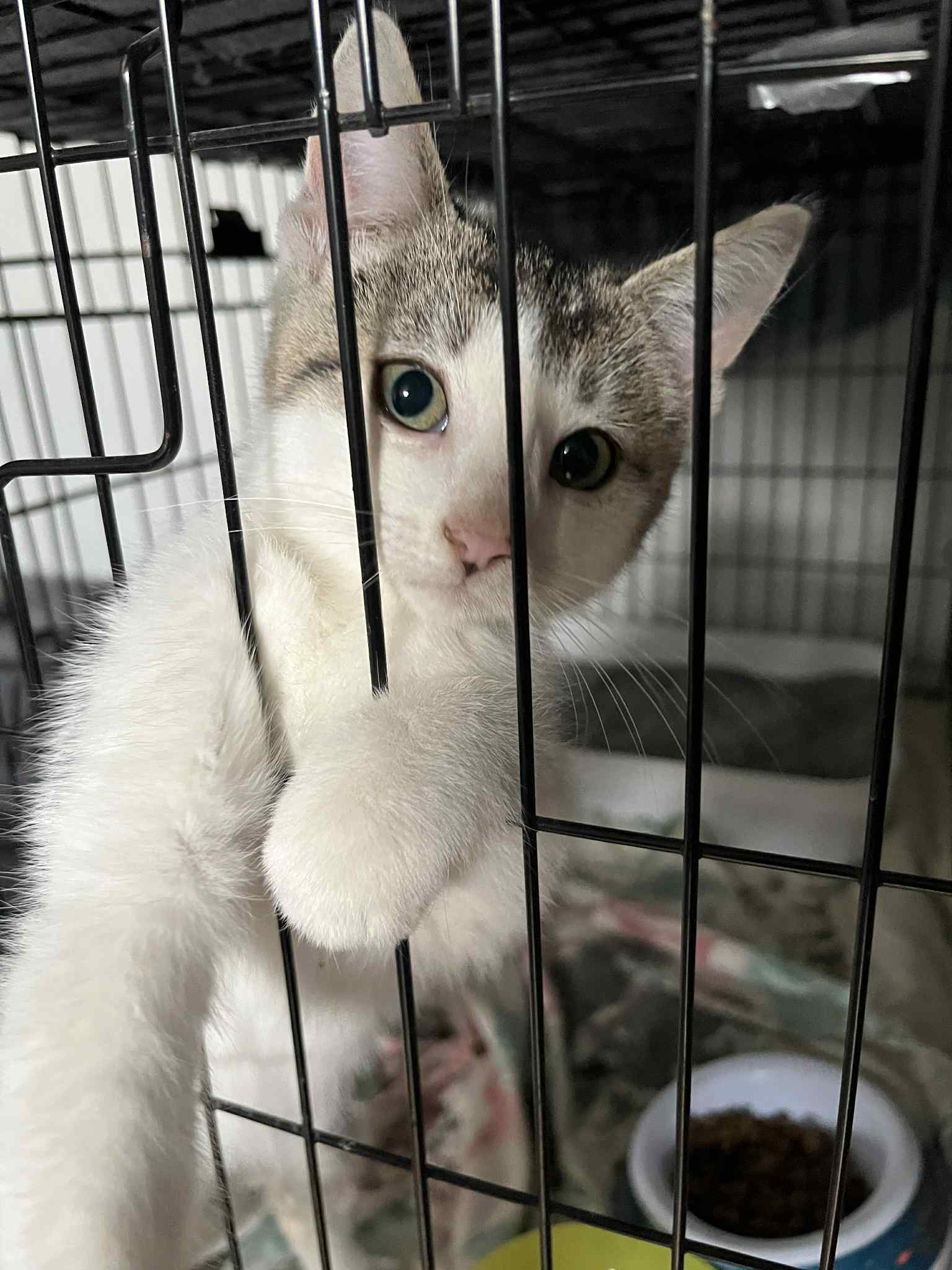 Bonnie Cat
