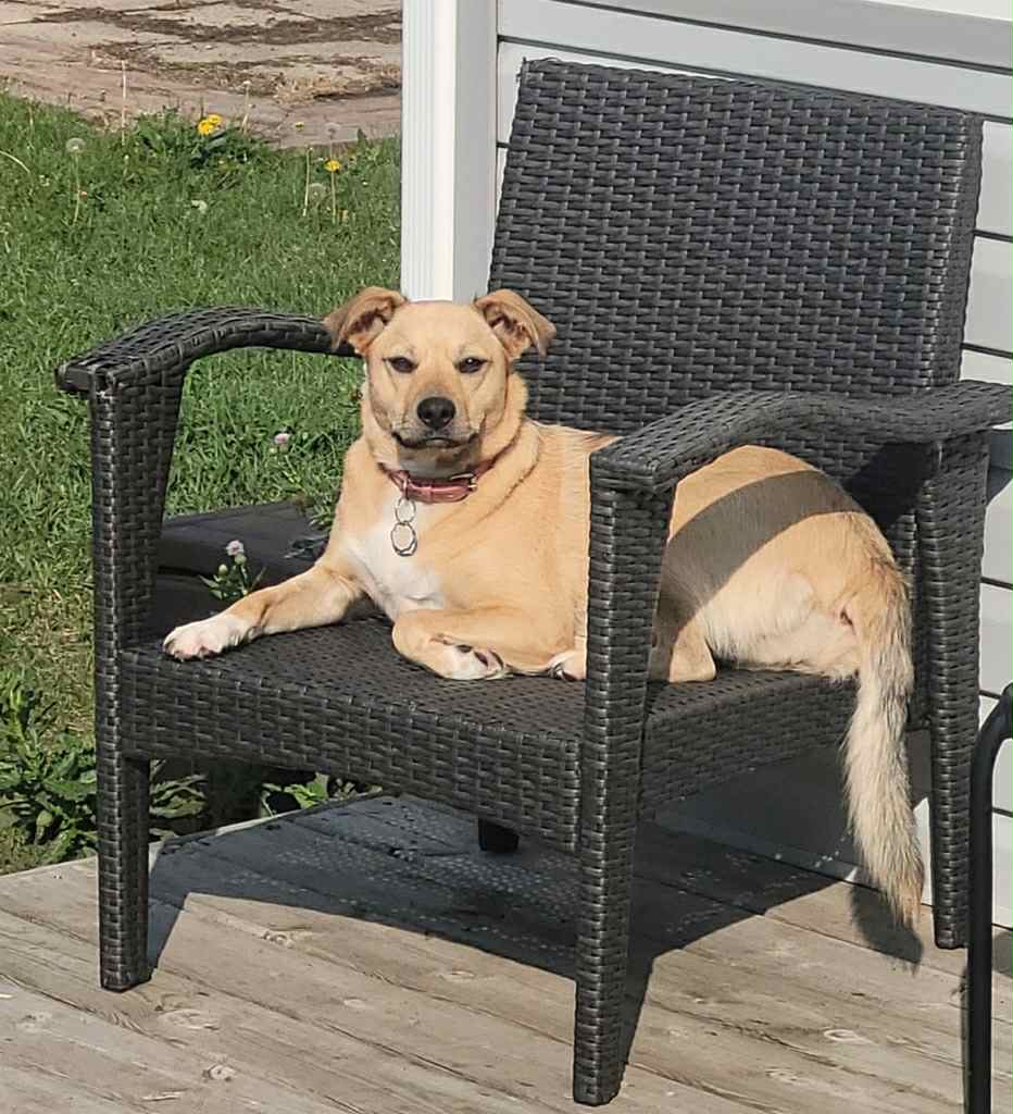 Nora Dog