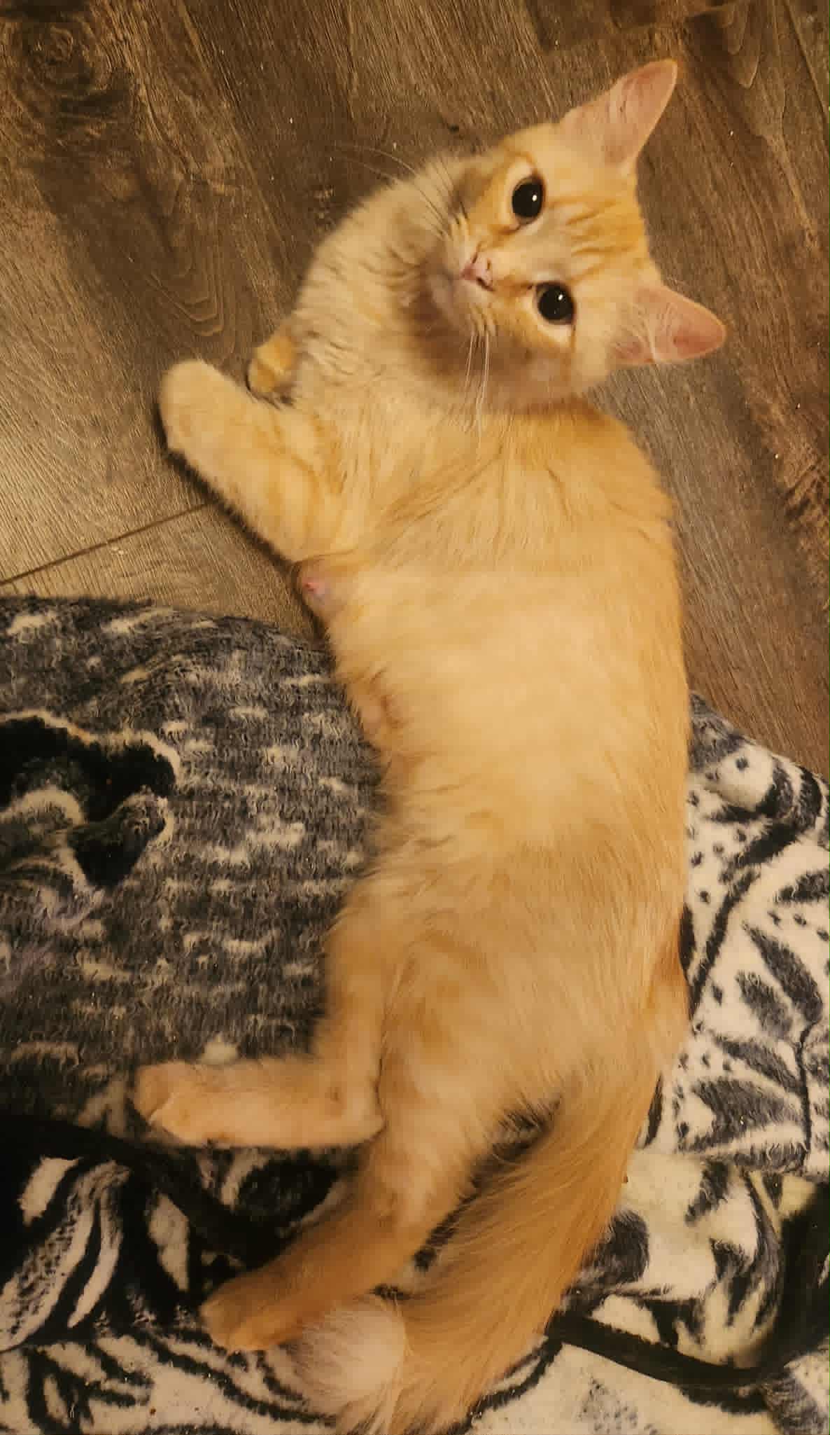 MIss Dolly Cat 5