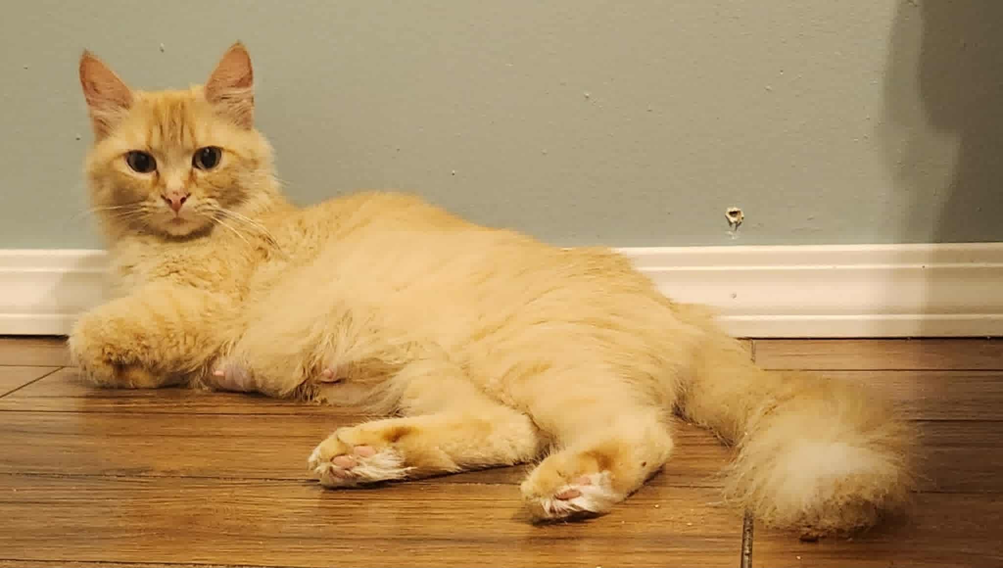 Miss DOlly Cat 2