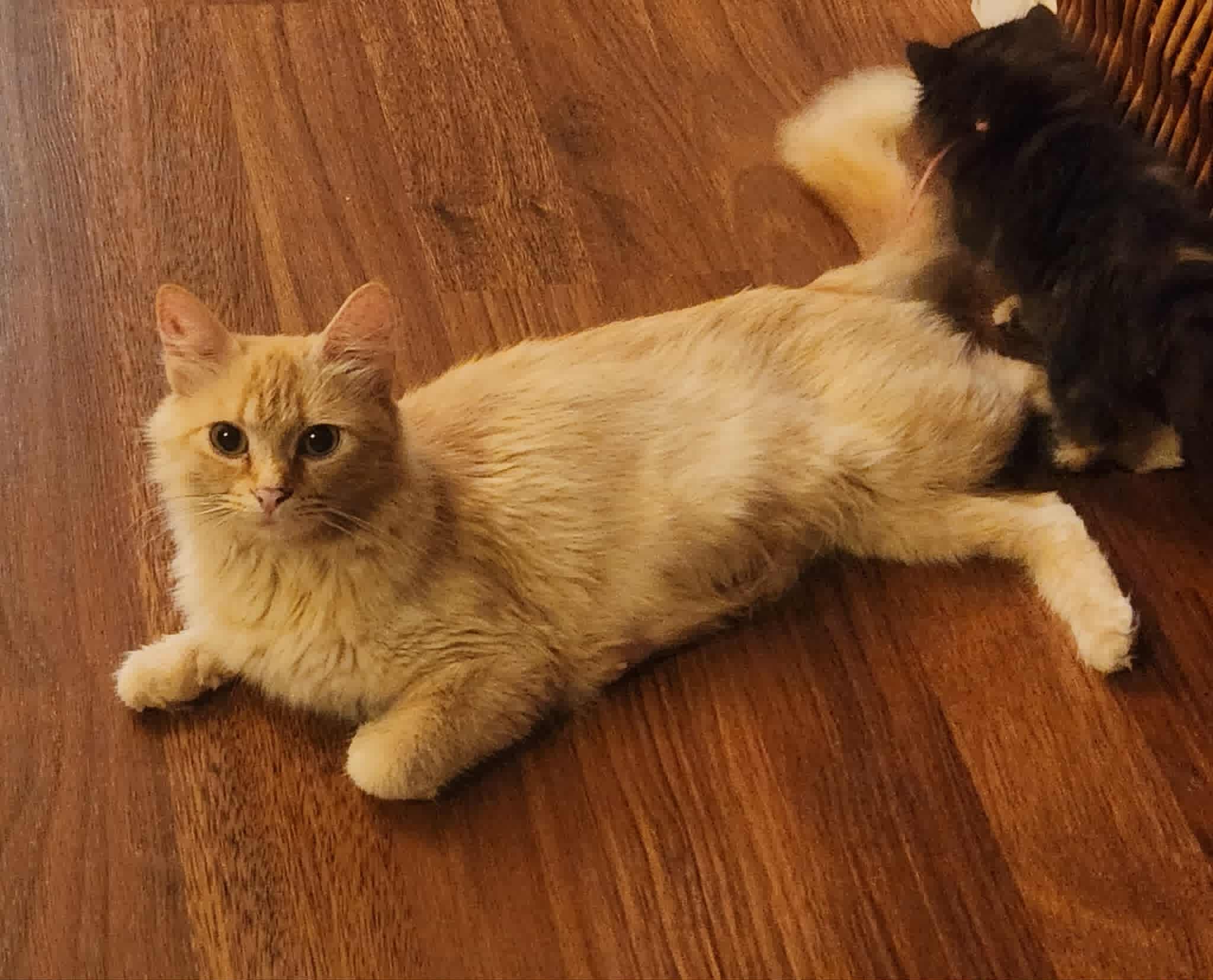 Miss Dolly Cat 3