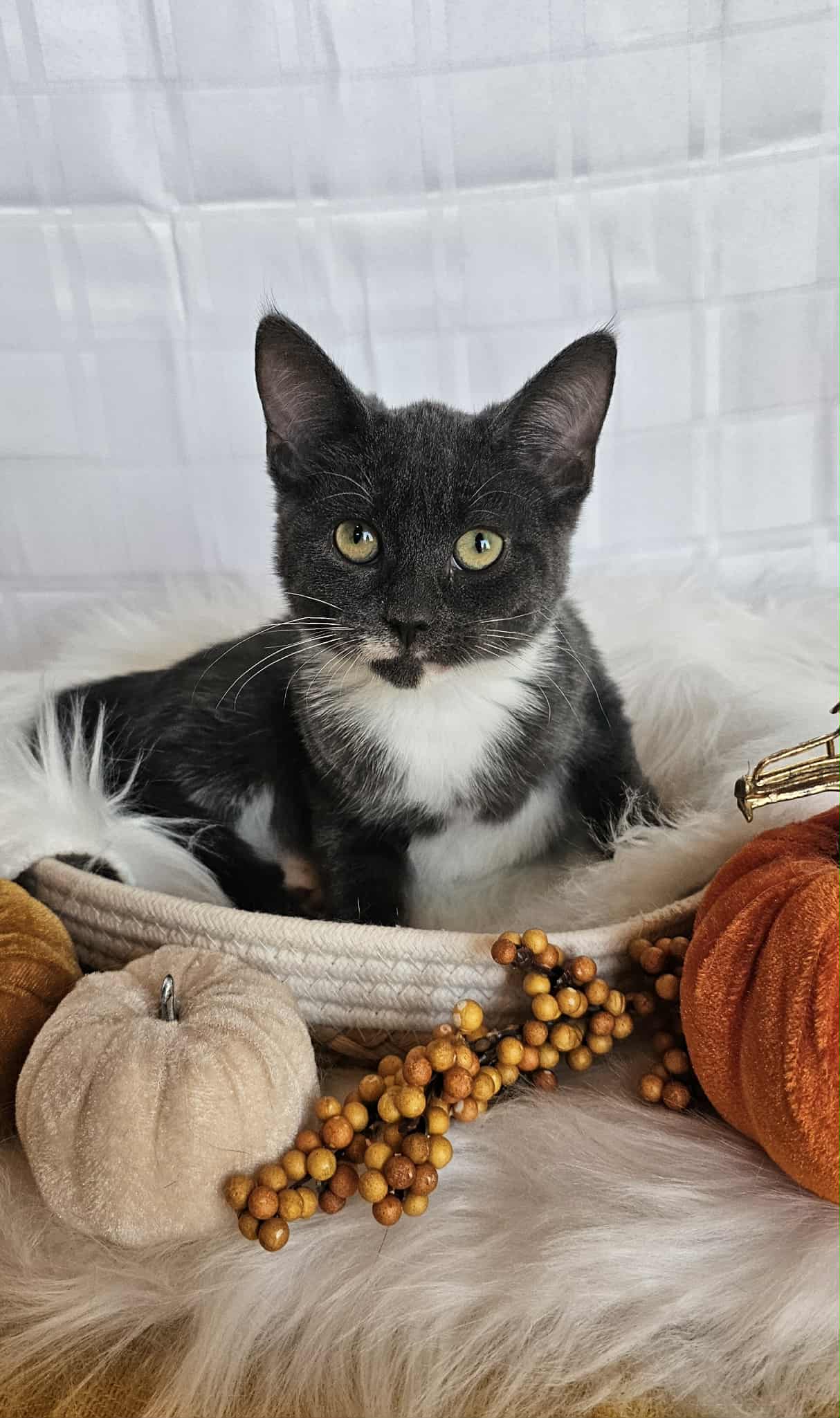Truly Cat 1