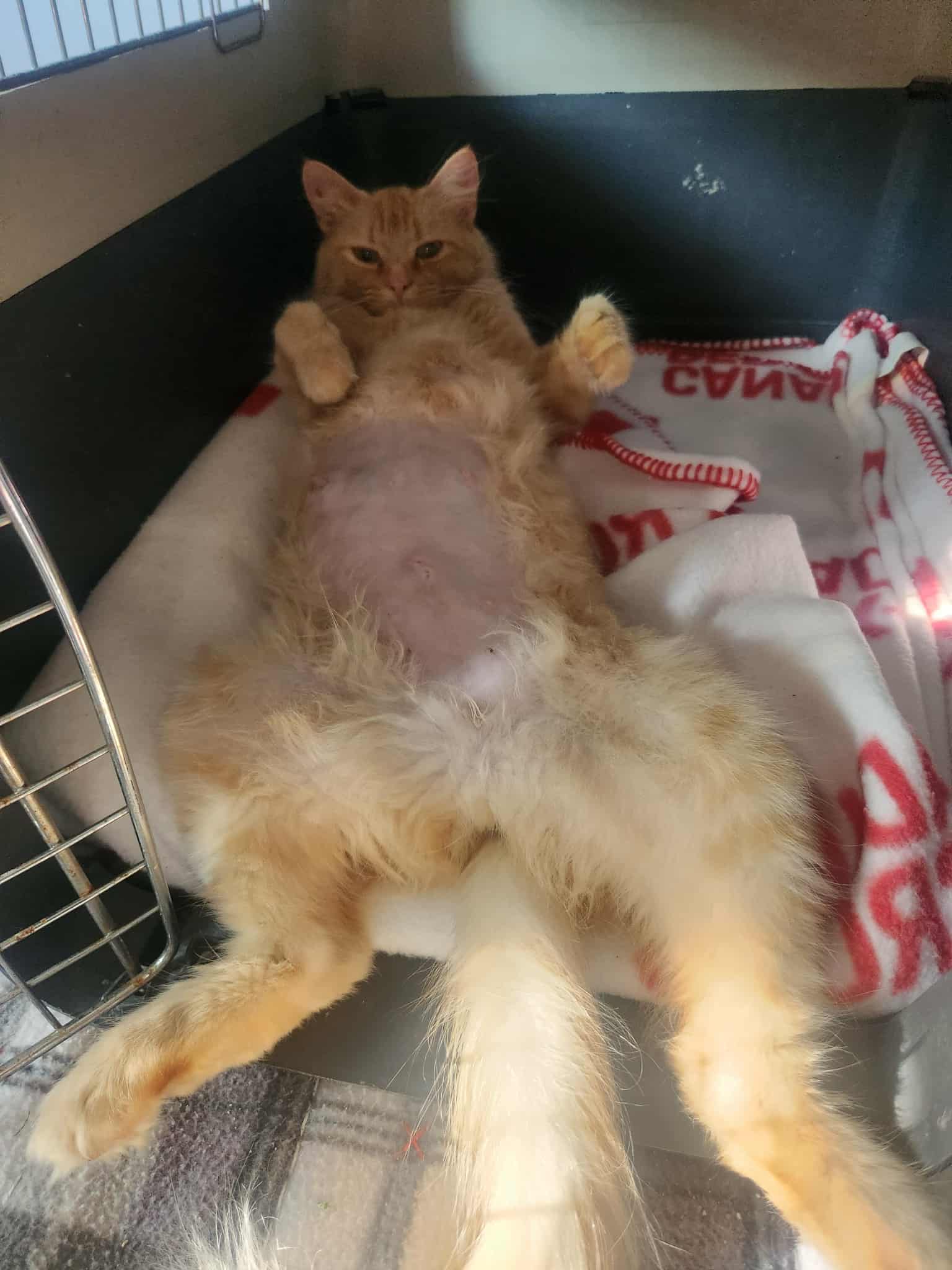 Miss Dolly Cat