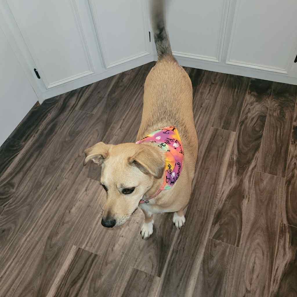Nora dog