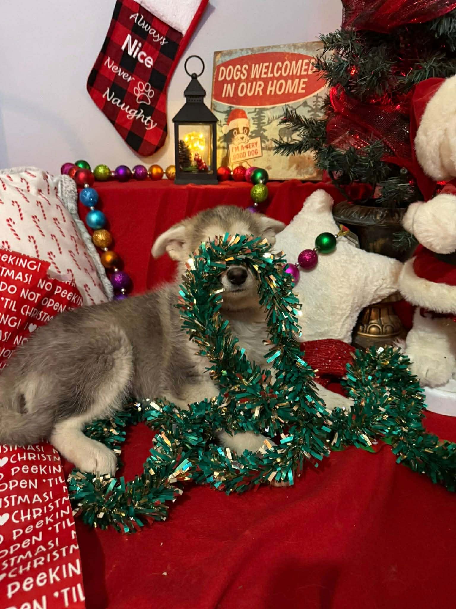 295136d0-c02b-4234-9ffe-39a5a229f974 (1)