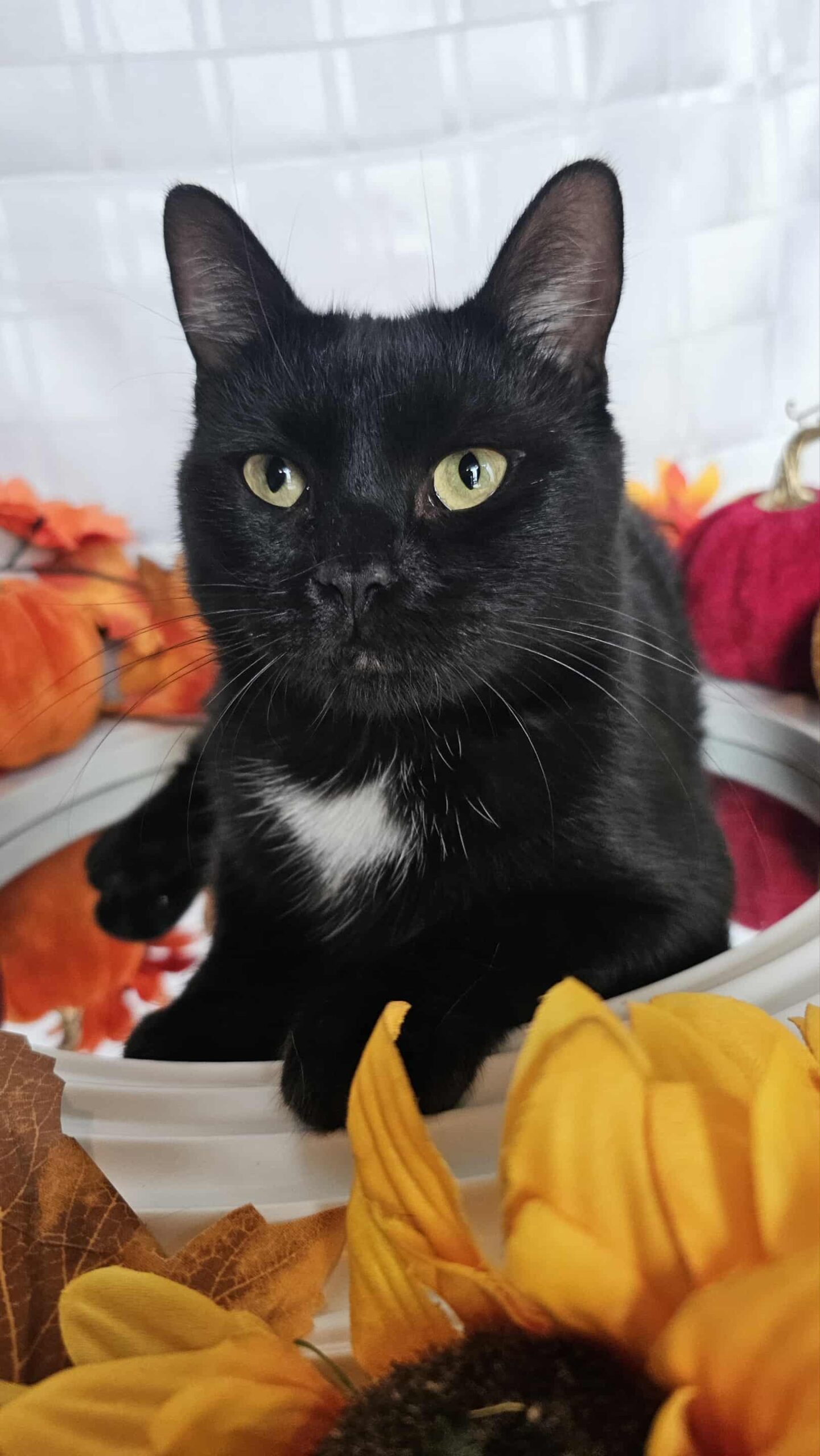 Binx Cat