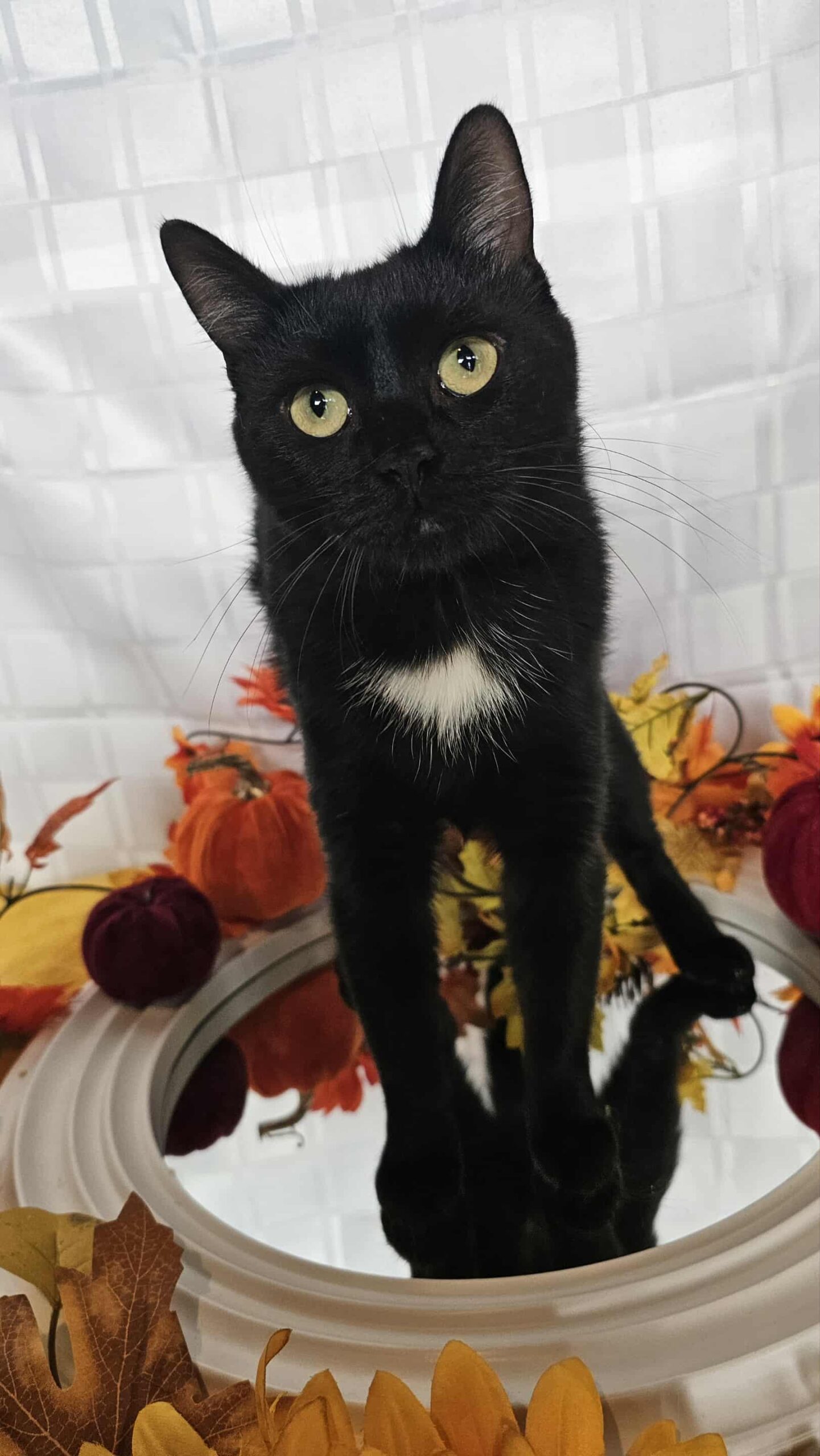 Binx Cat 2