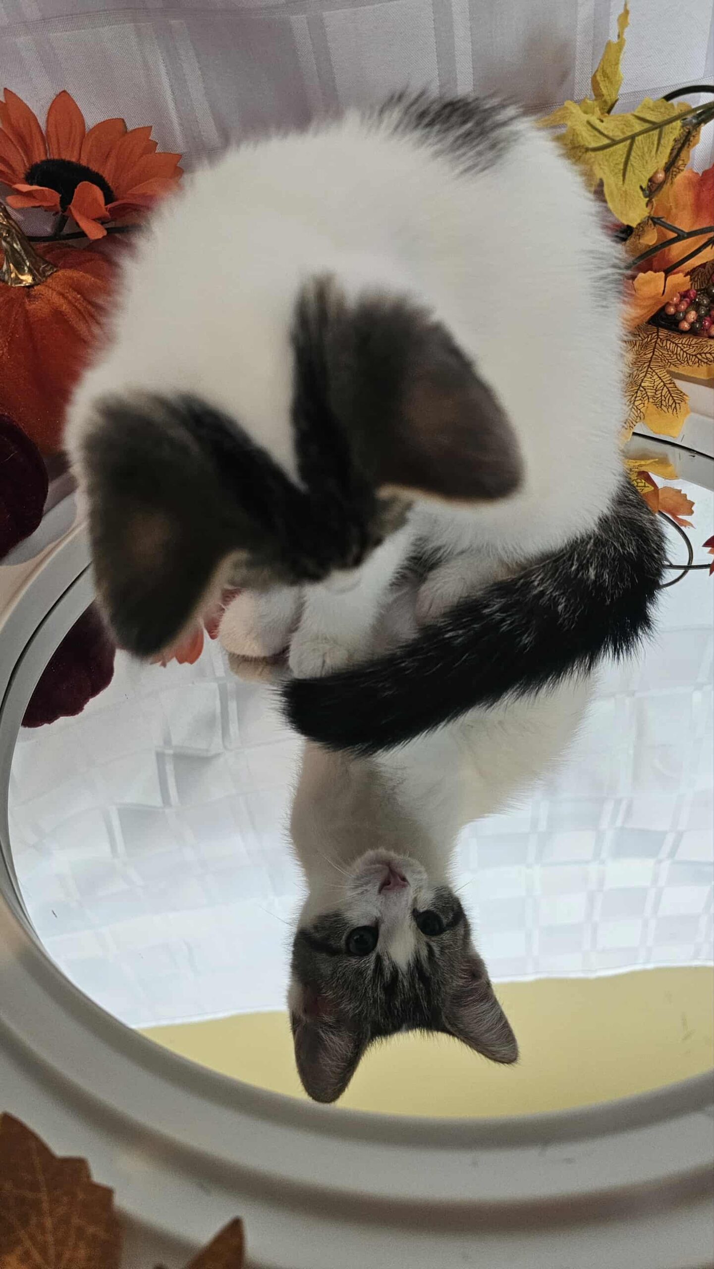 Bossy Cat 1